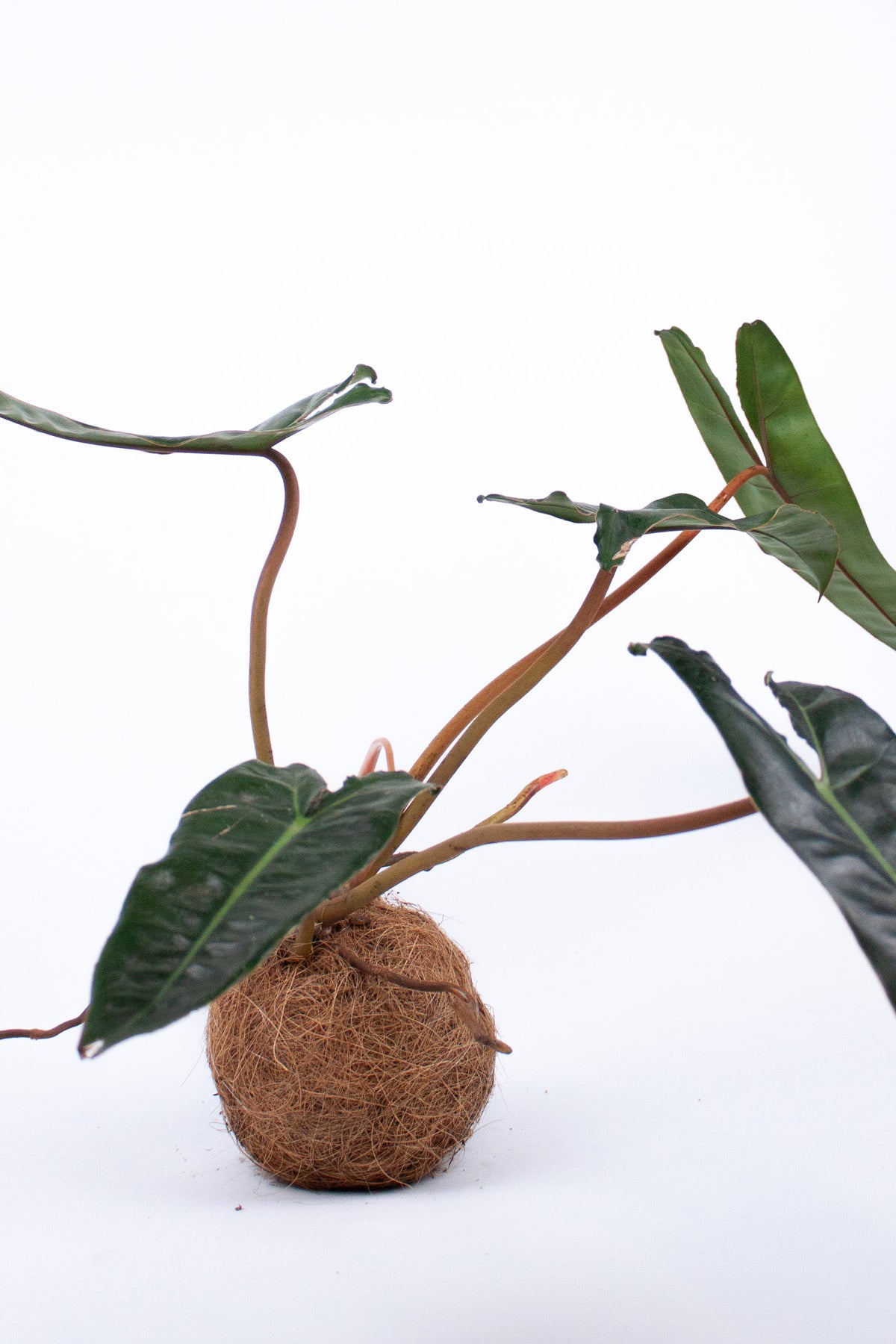 Kokodama Philodendron Billietiae