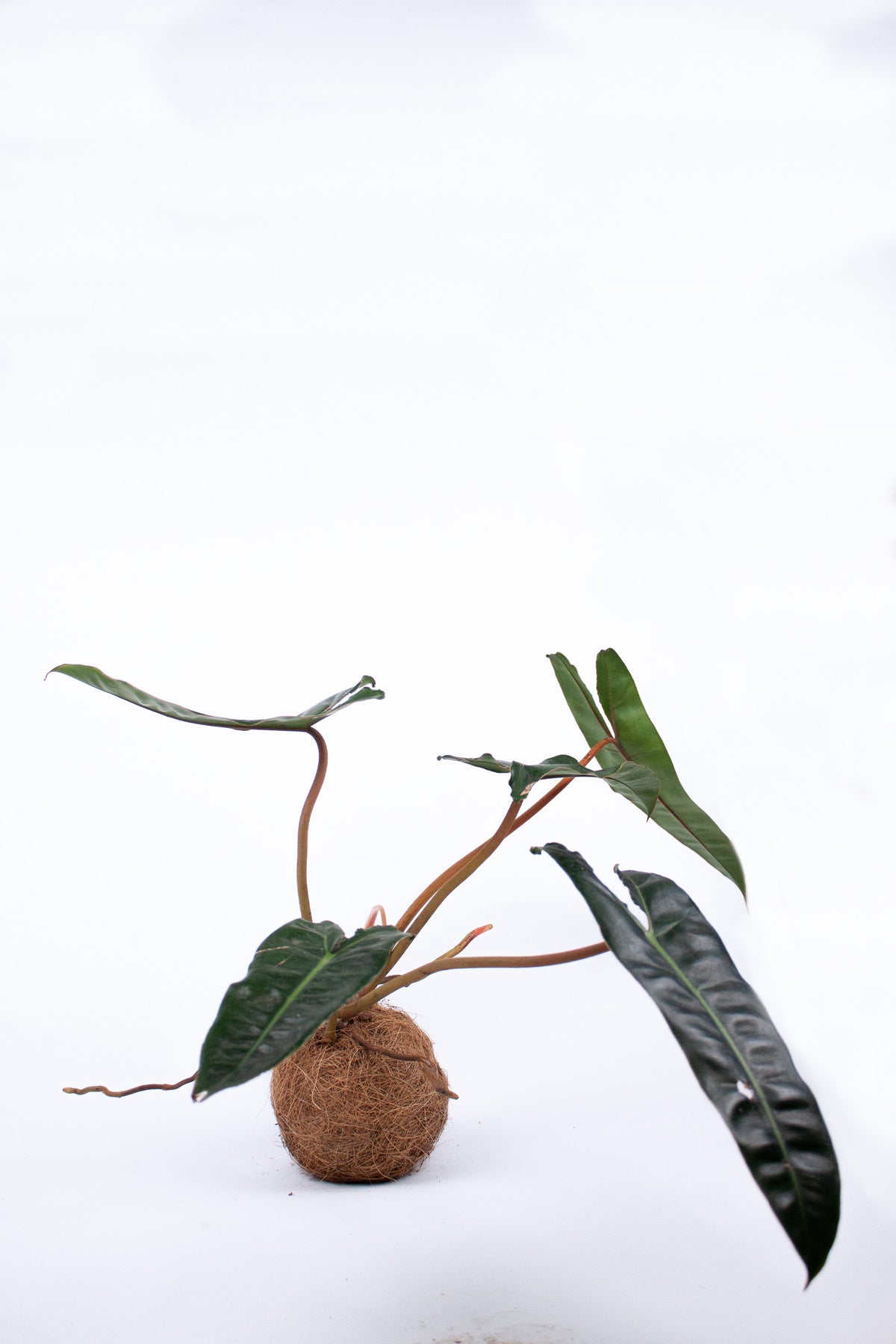 Kokodama Philodendron Billietiae