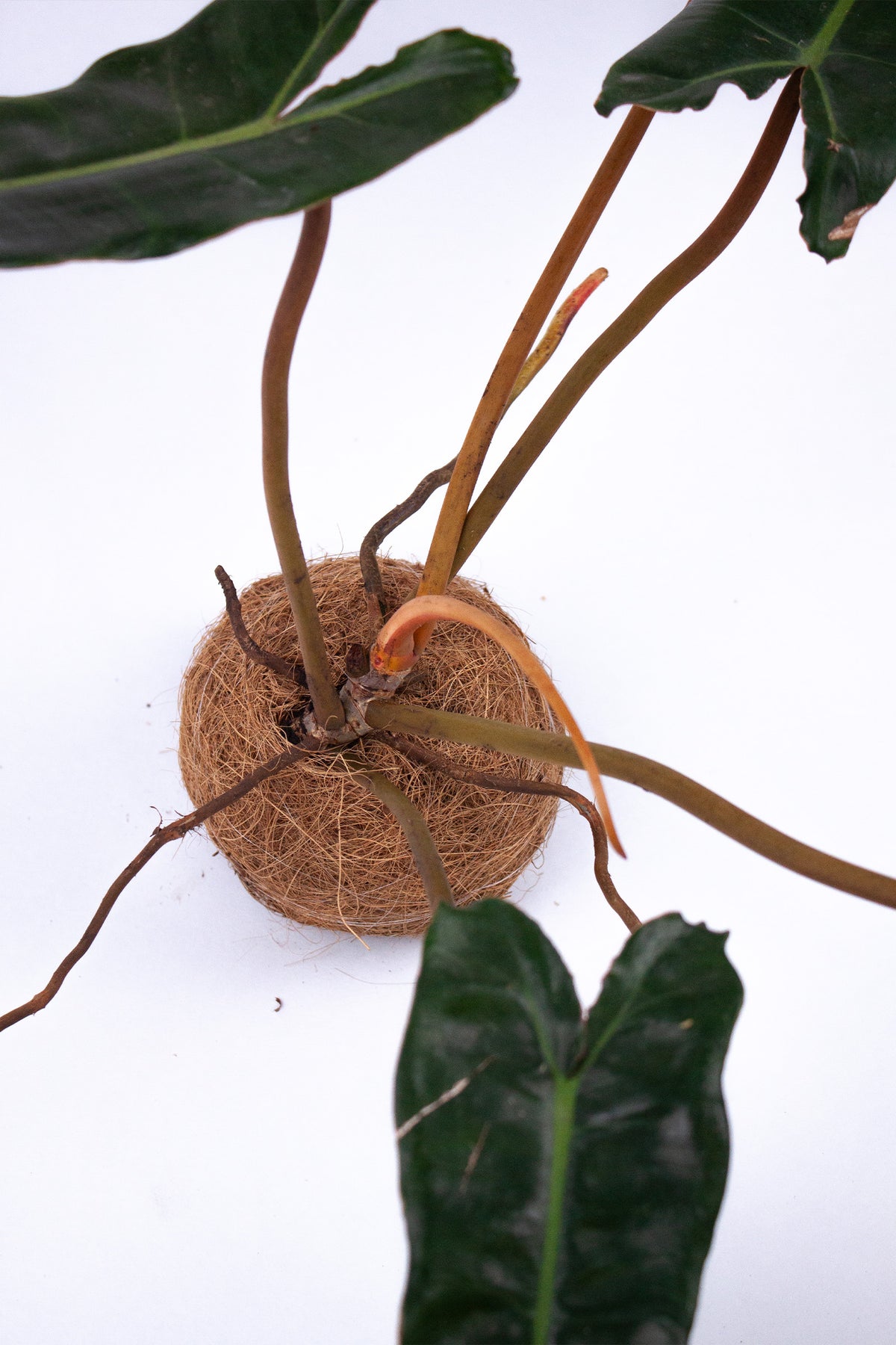 Kokodama Philodendron Billietiae