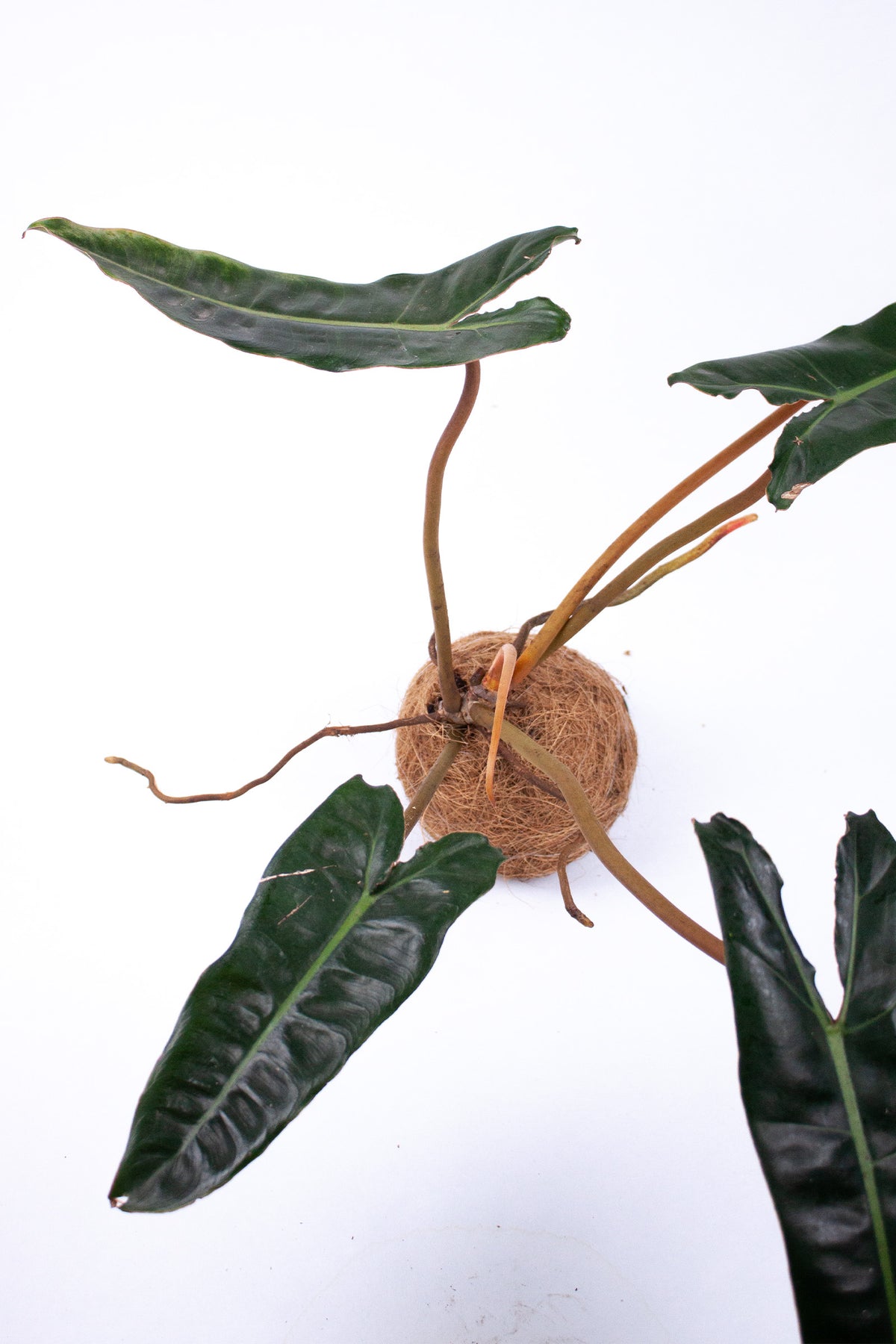 Kokodama Philodendron Billietiae