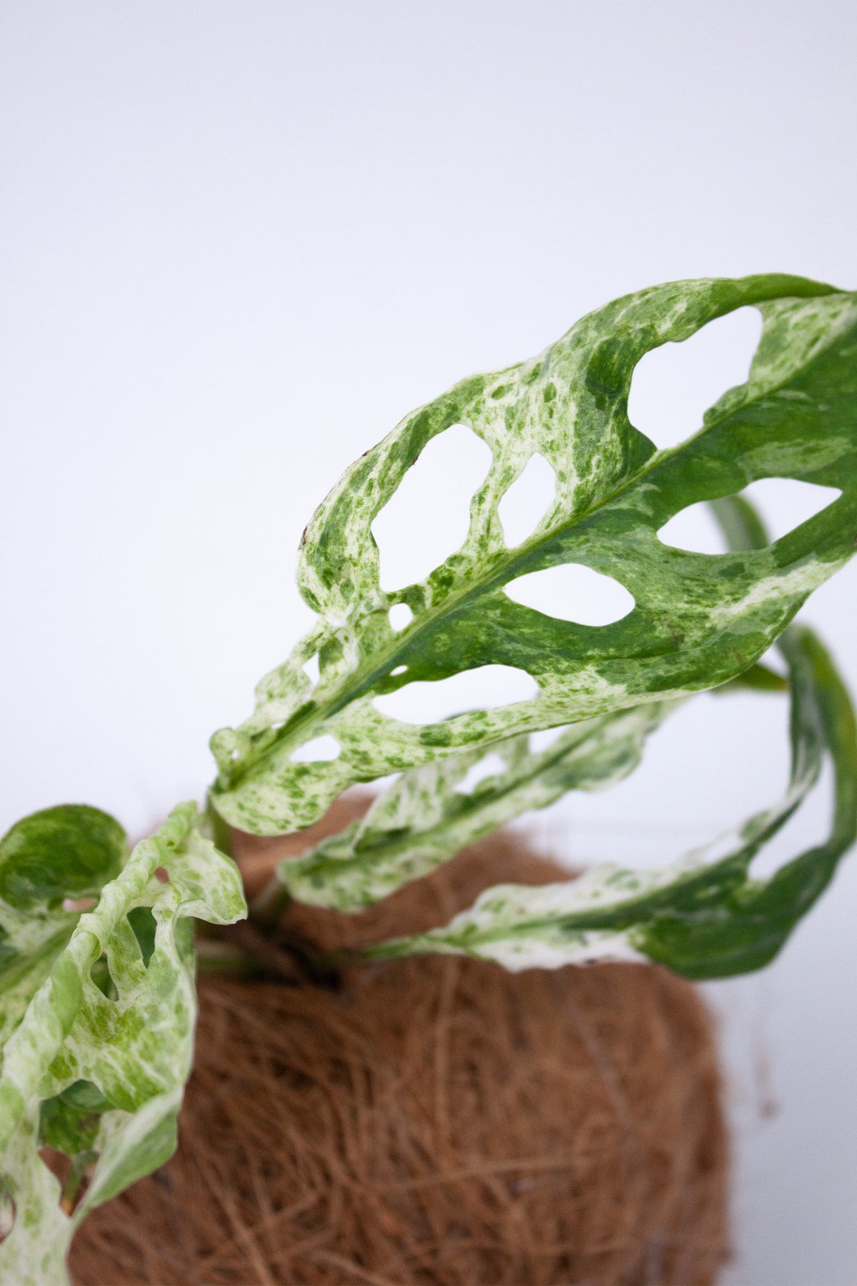 Kokodama Monstera 'Frozen Freckles'