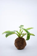 Kokedama 'Jose Bueno'