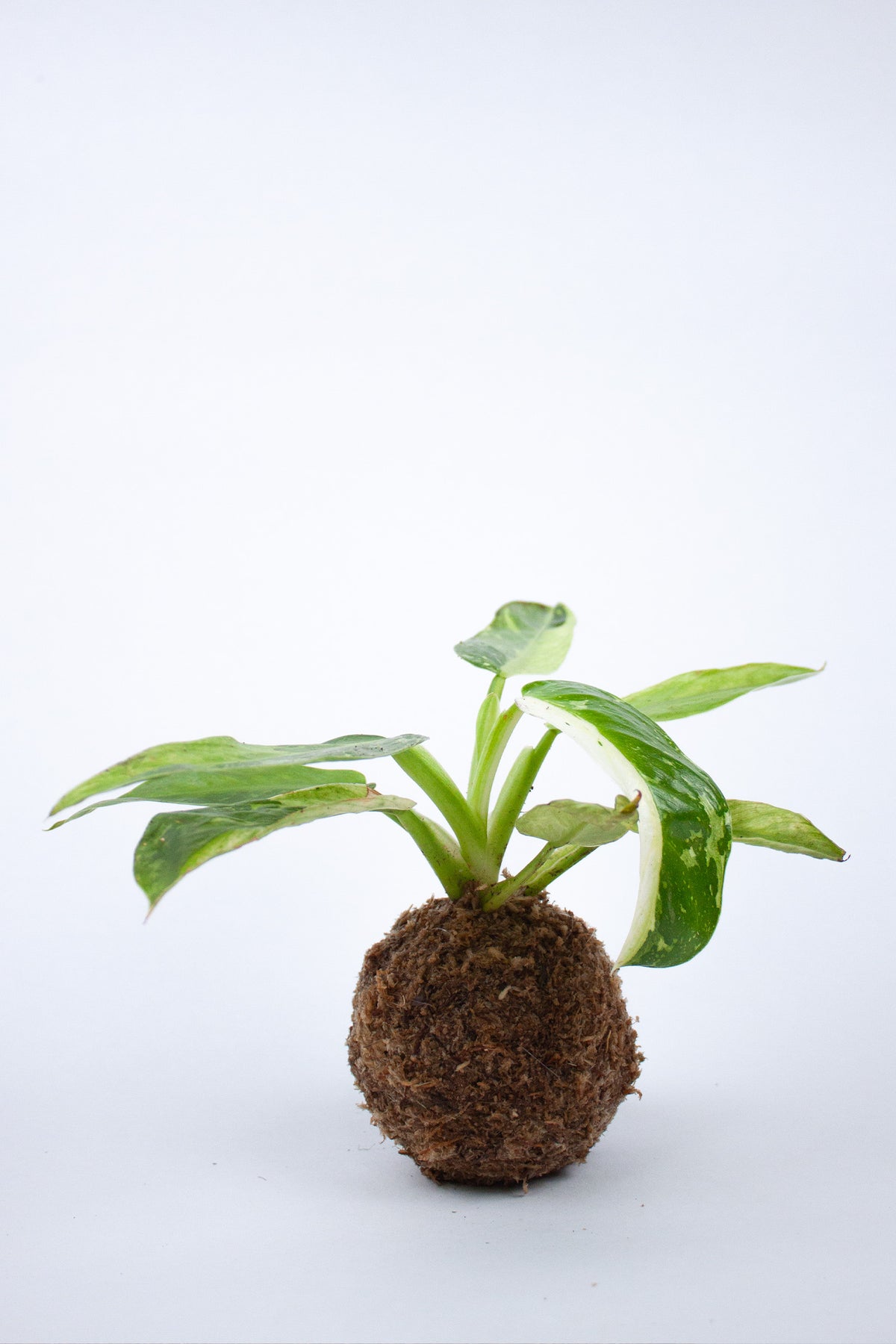 Kokedama 'Jose Bueno'