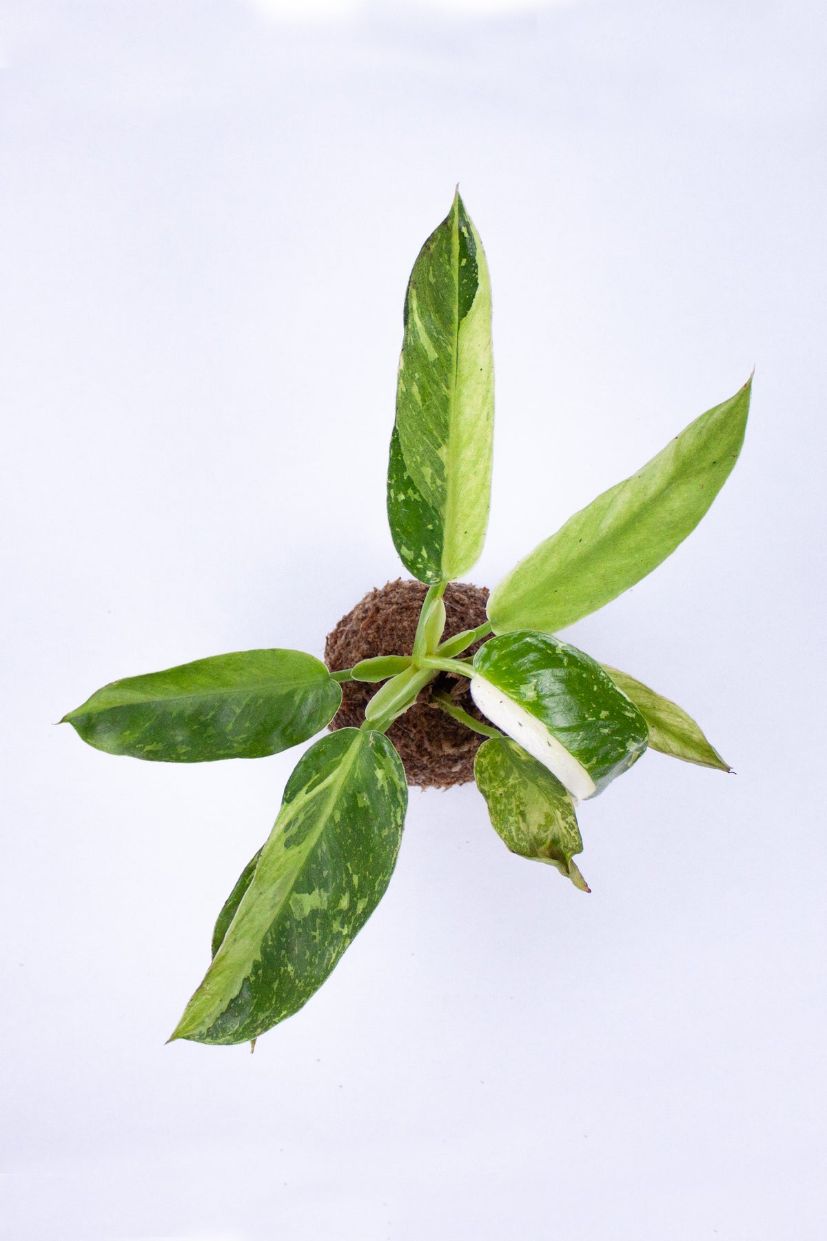 Kokedama 'Jose Bueno'