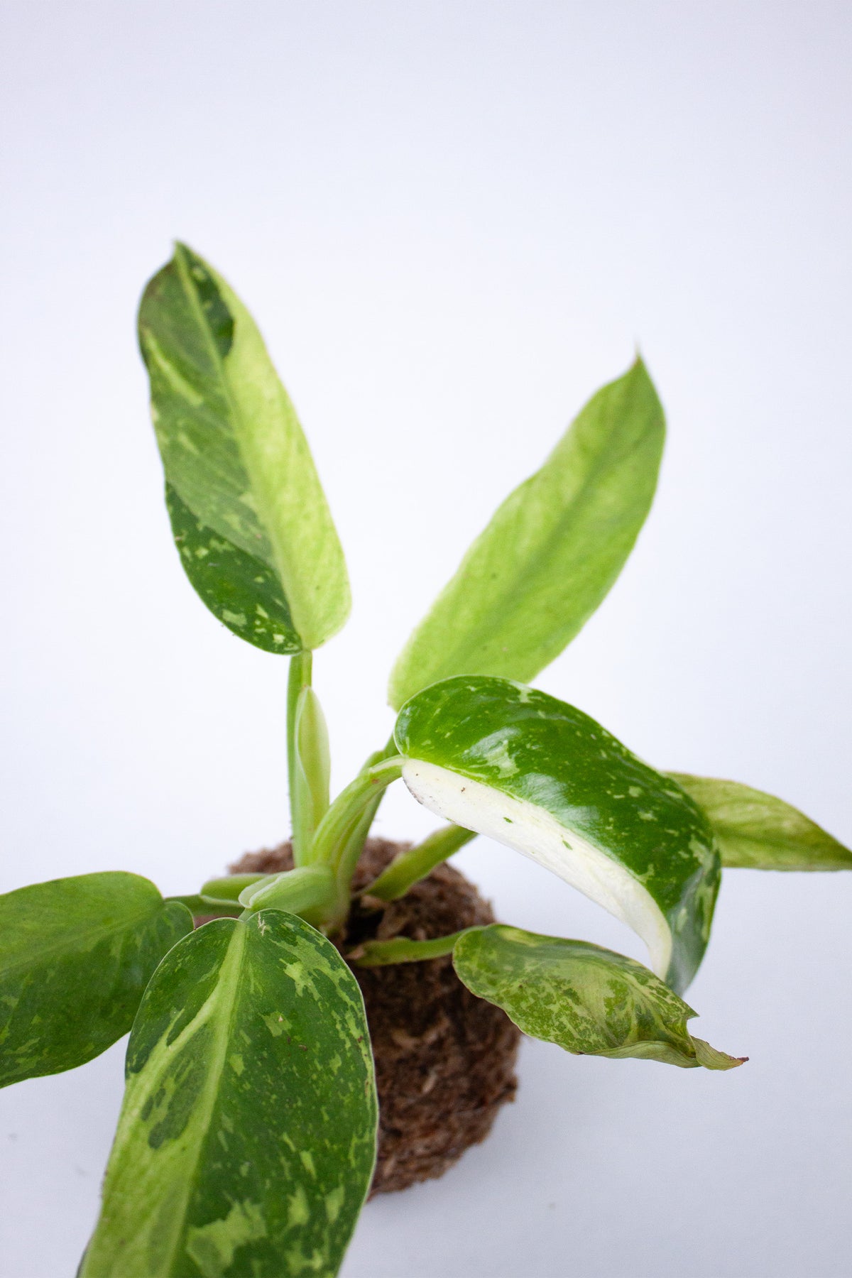 Kokedama 'Jose Bueno'