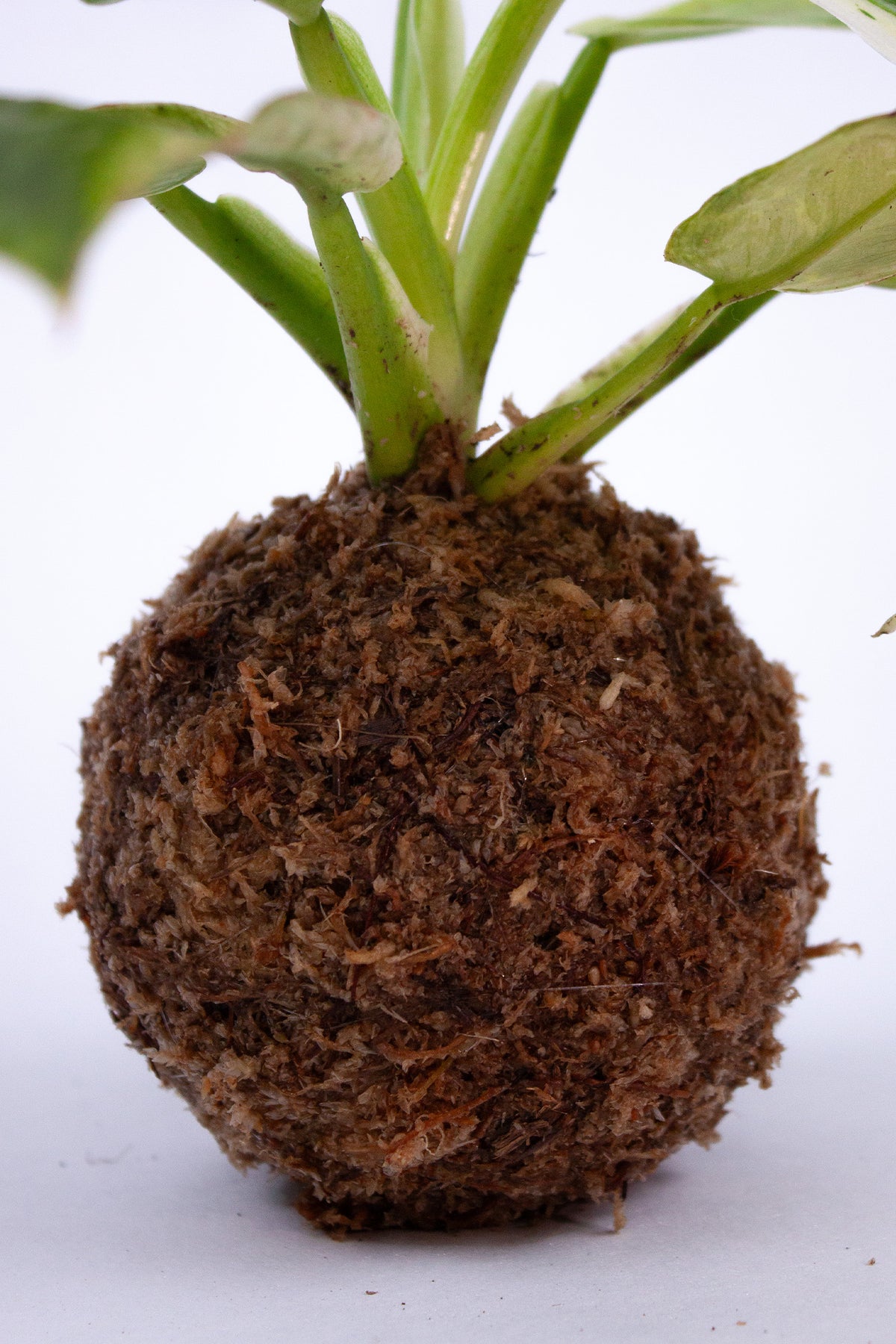 Kokedama 'Jose Bueno'
