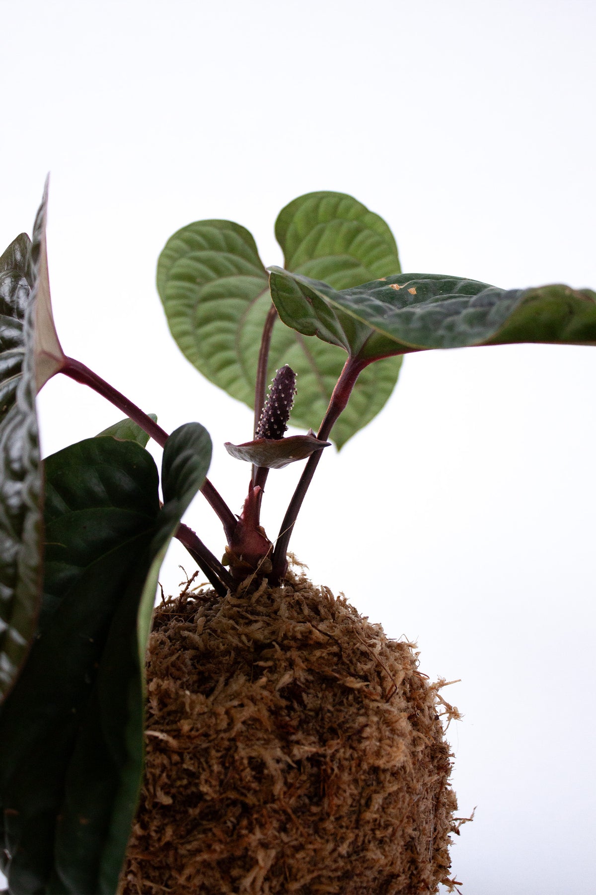 Kokedama Anthurium Luxurians x Radicans