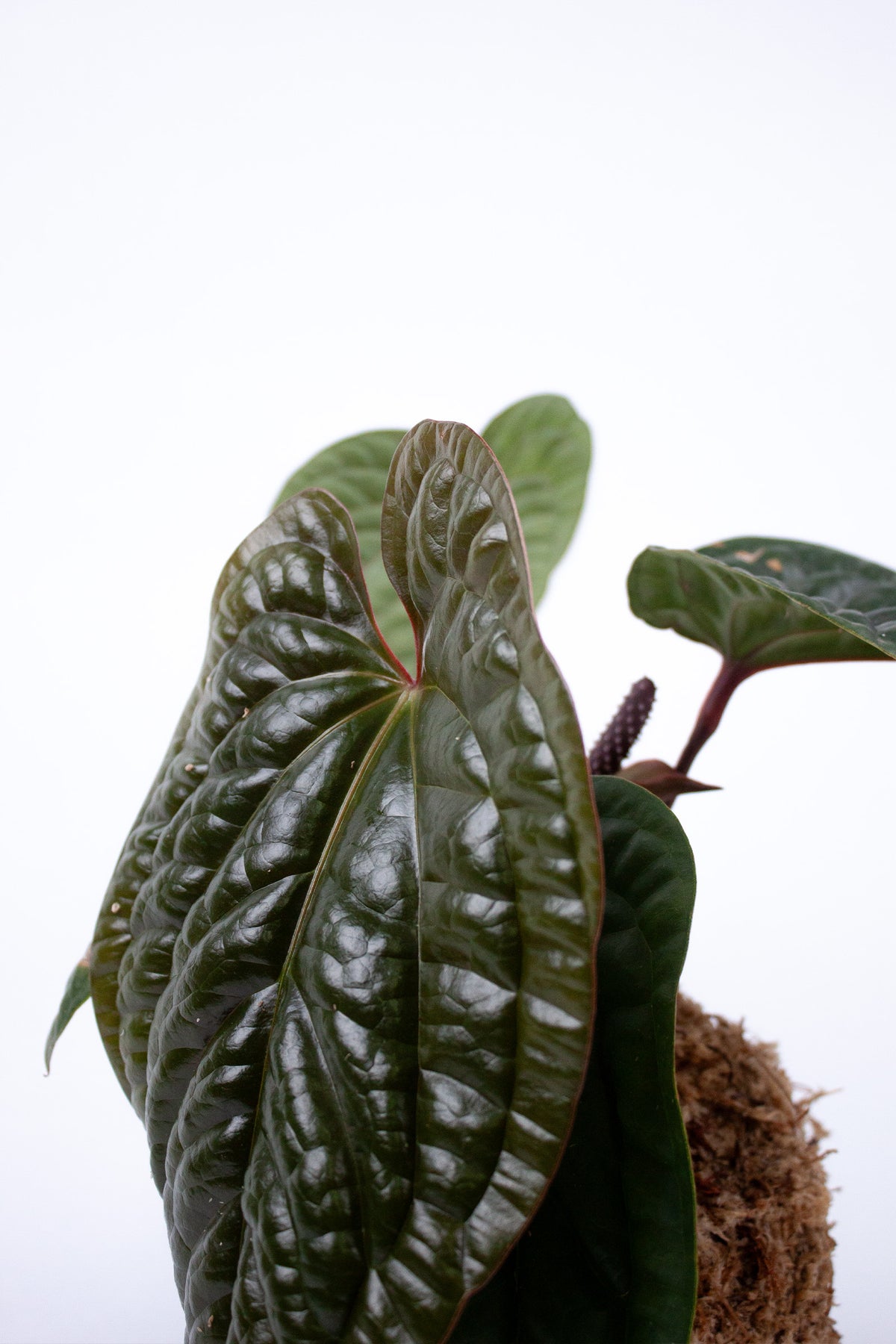 Kokedama Anthurium Luxurians x Radicans