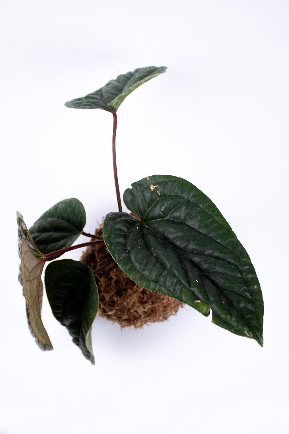 Kokedama Anthurium Luxurians x Radicans