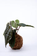 Kokedama Anthurium Luxurians x Radicans