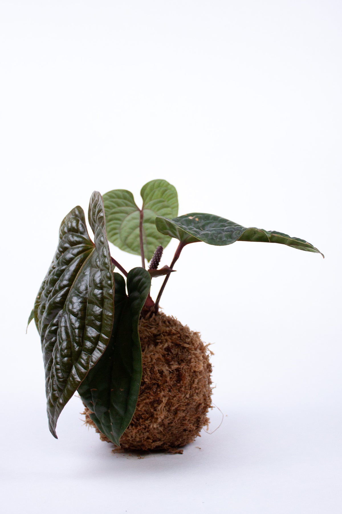 Kokedama Anthurium Luxurians x Radicans