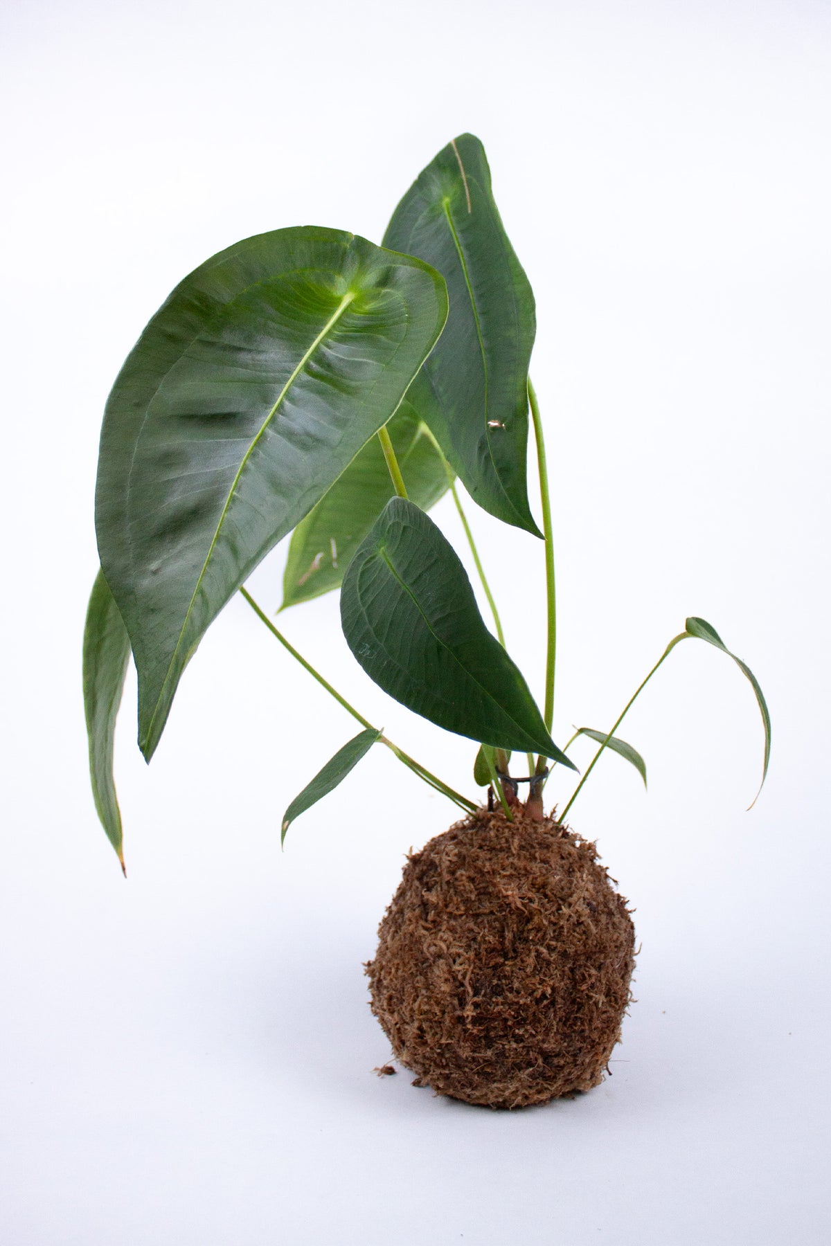 Kokedama Anthurium Peltigerum