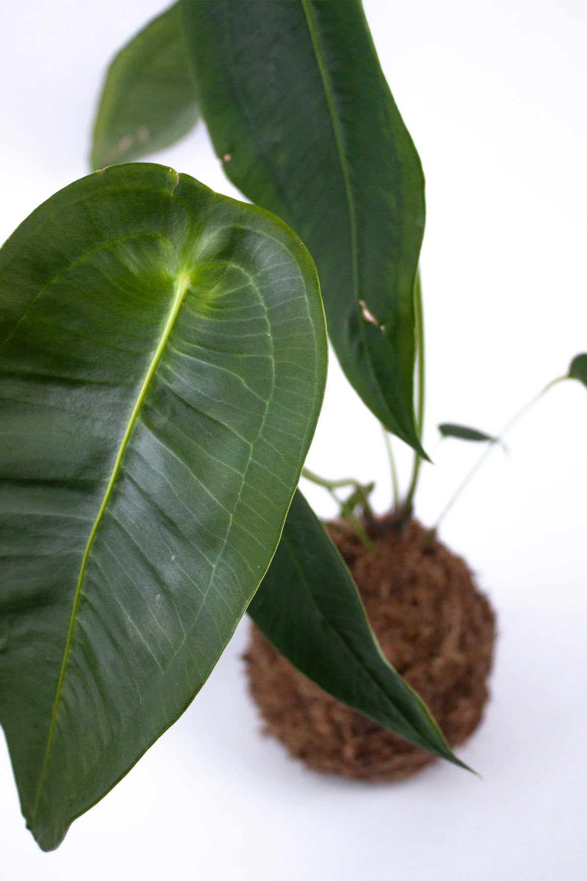 Kokedama Anthurium Peltigerum