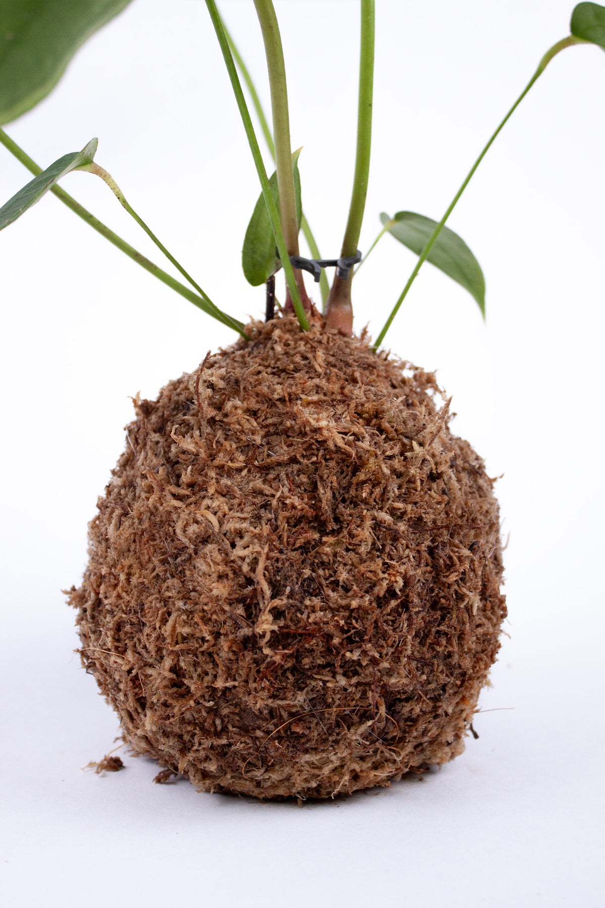 Kokedama Anthurium Peltigerum