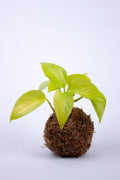 Kokedama Pothos Doré