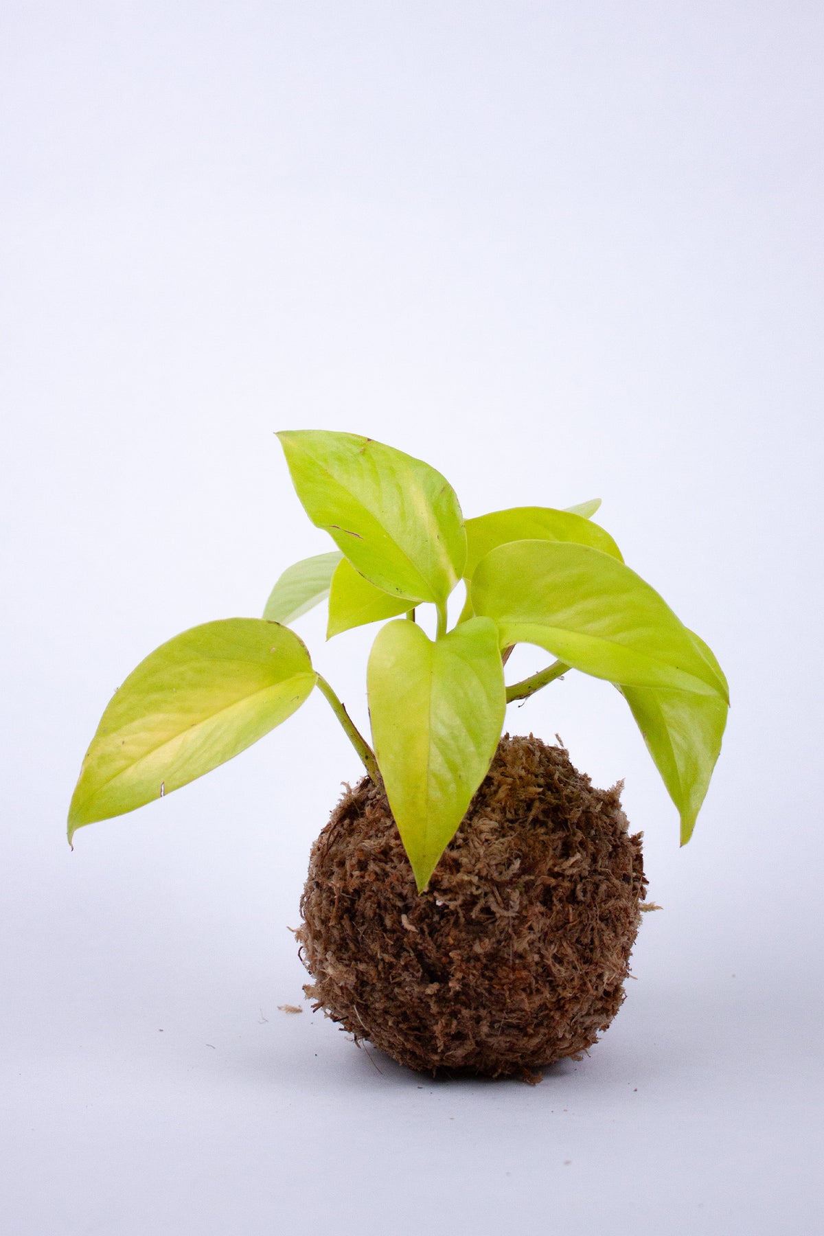 Kokedama Pothos Doré