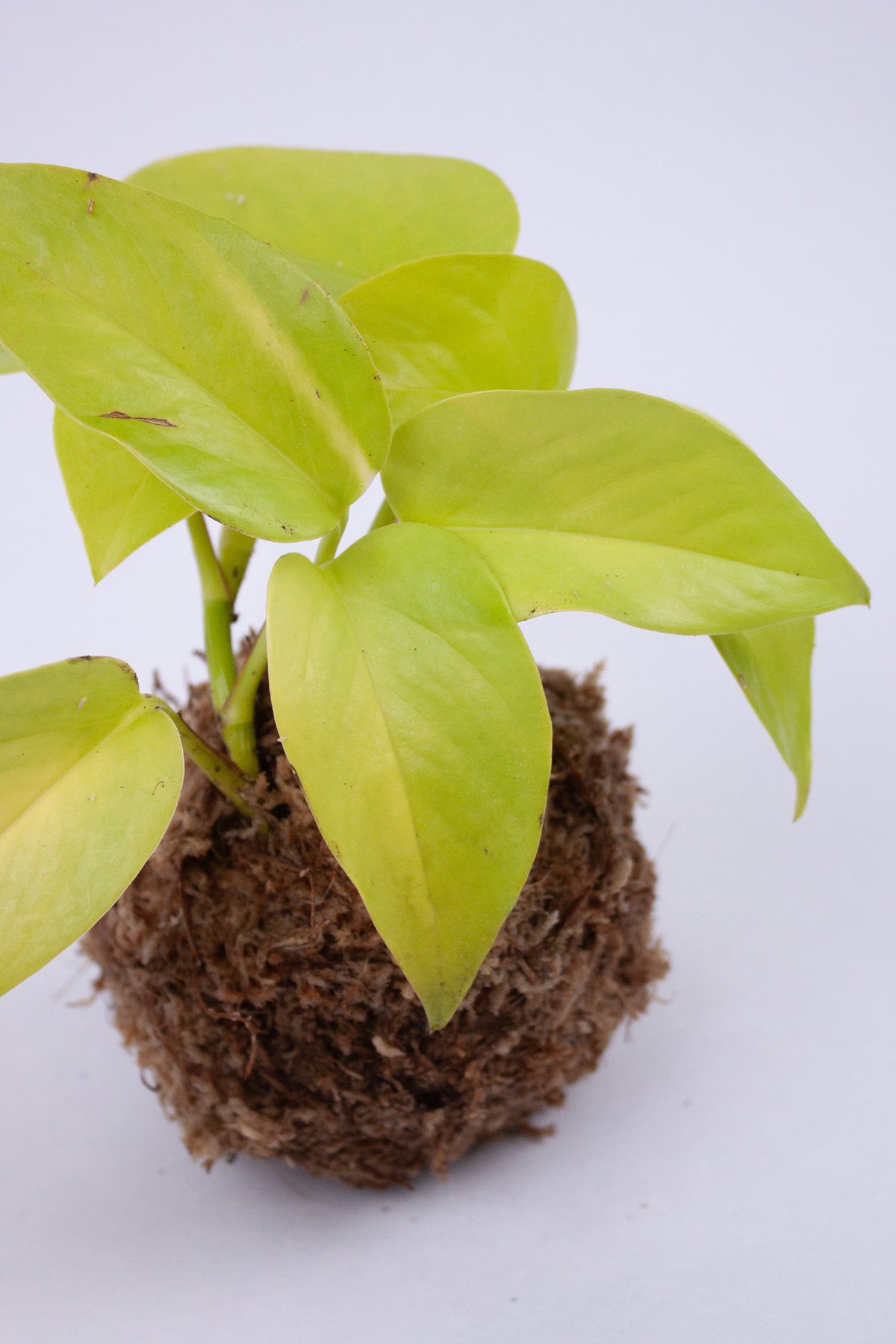 Kokedama Pothos Doré