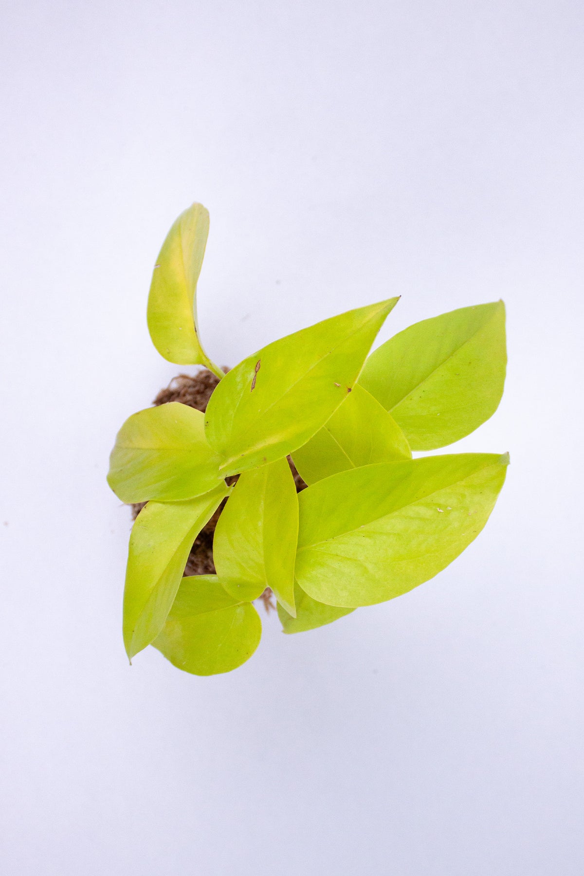Kokedama Pothos Doré