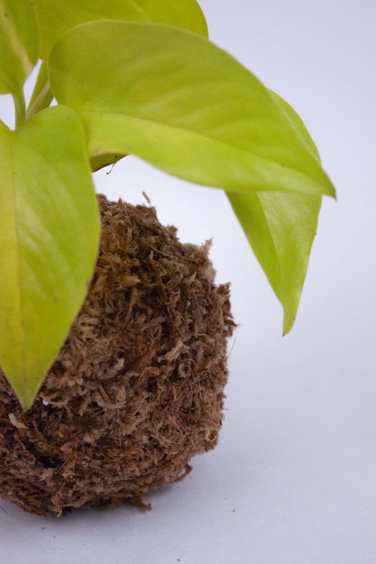 Kokedama Pothos Doré
