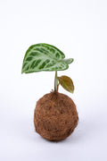Kokodama Anthurium Silver Blush