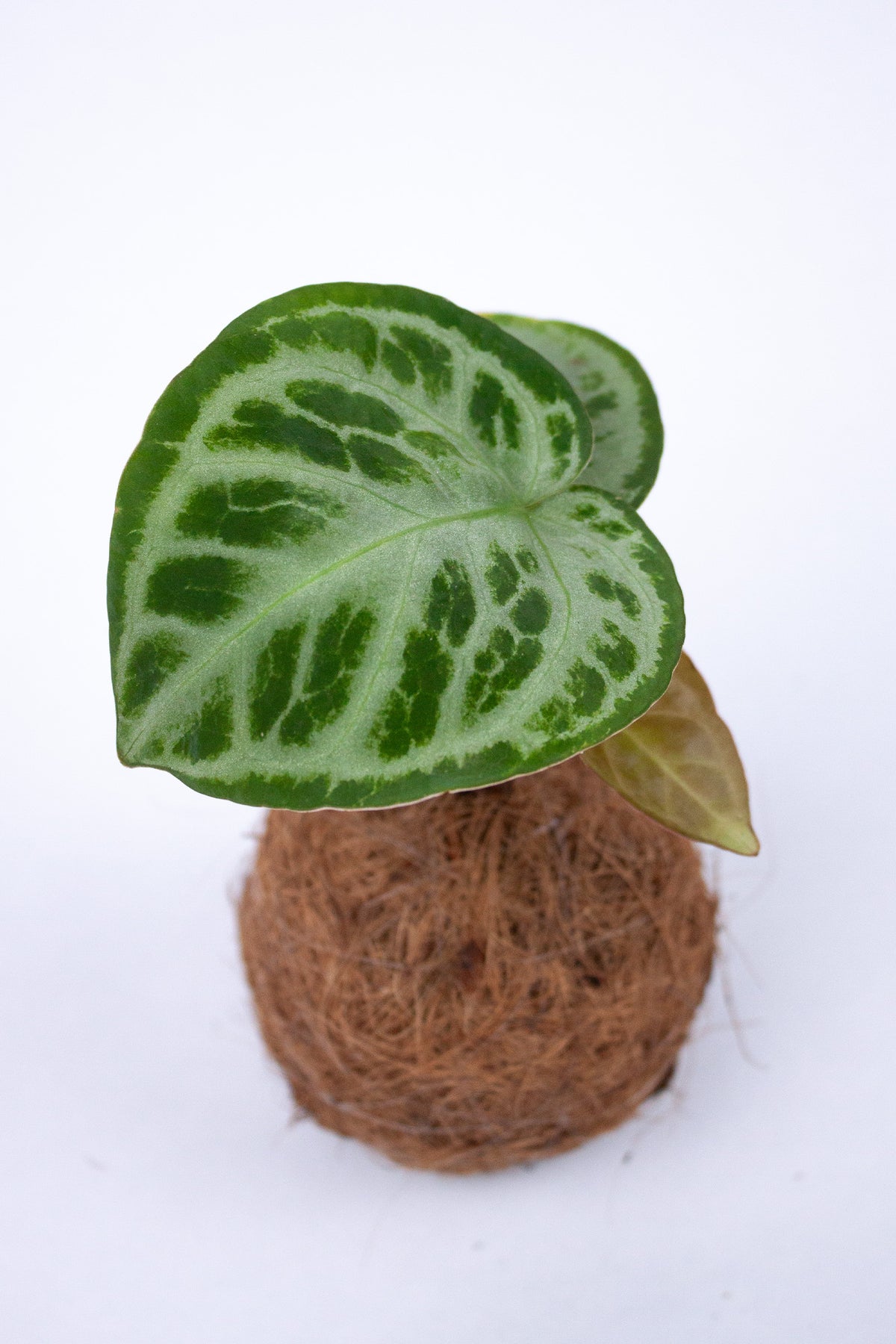Kokodama Anthurium Silver Blush