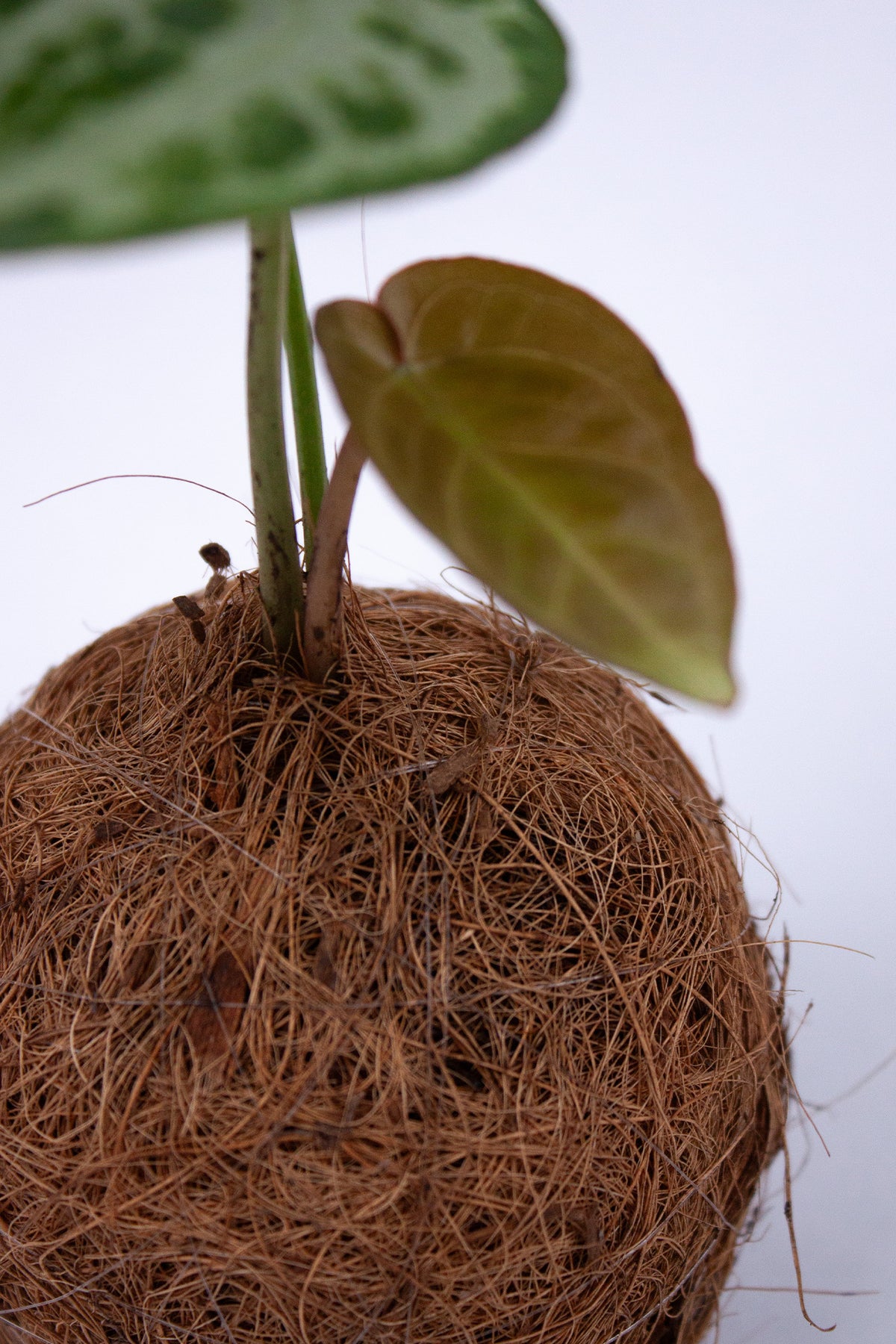 Kokodama Anthurium Silver Blush