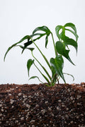 Monstera Burle Marx Flame