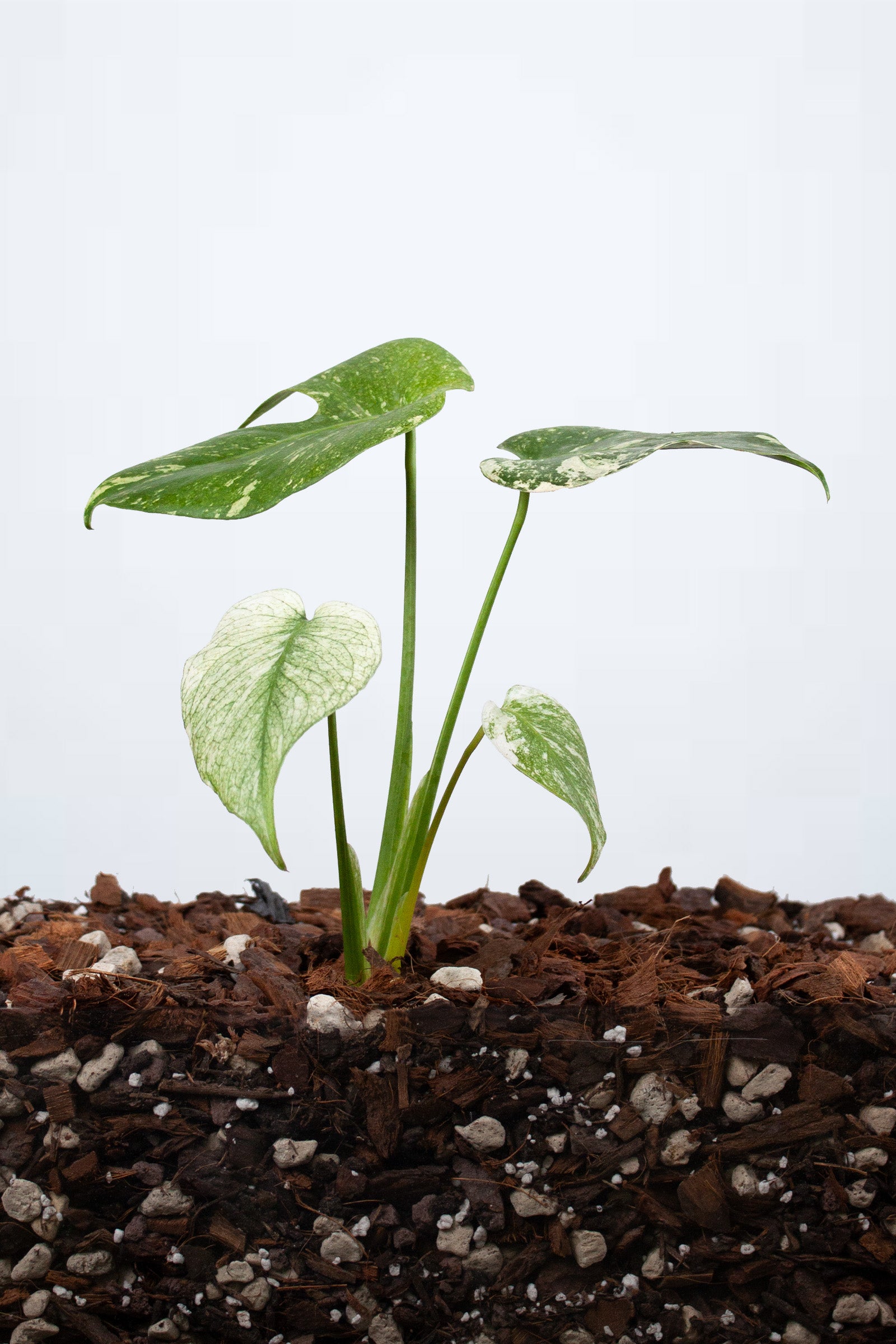 Monstera Deliciosa Mint