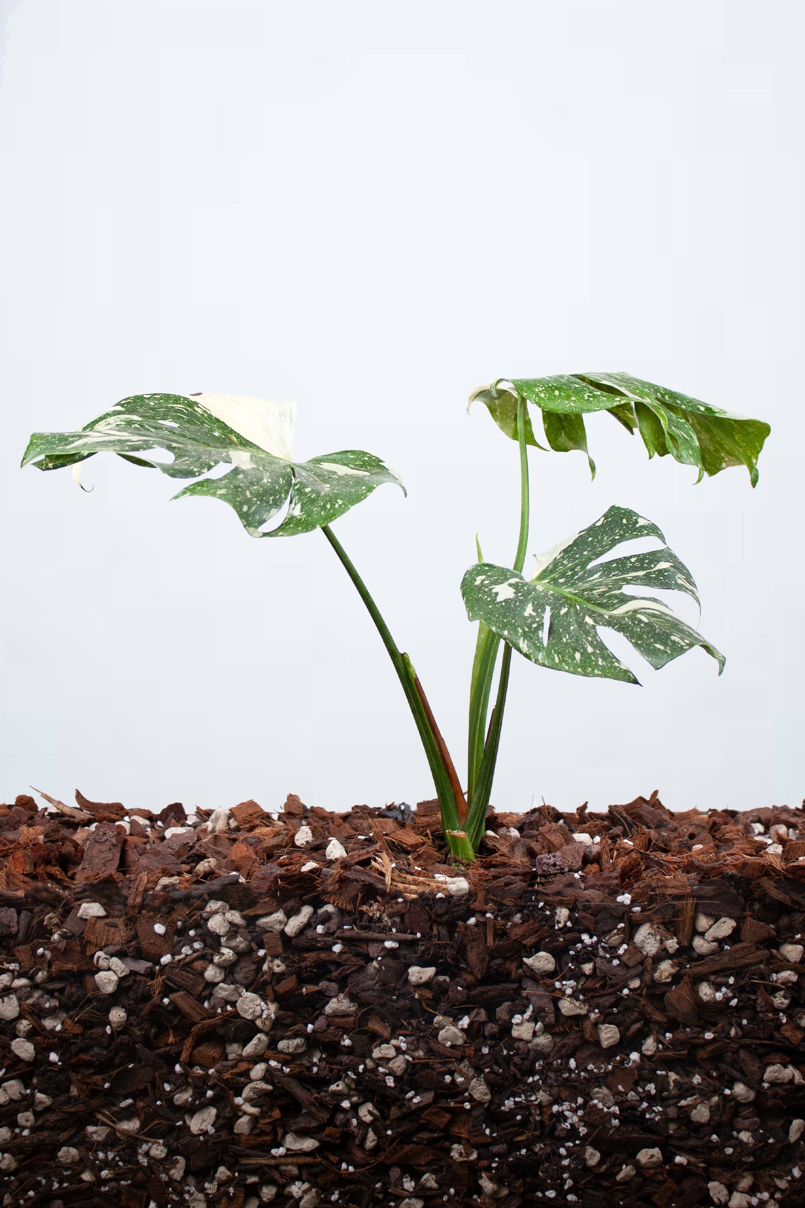 Monstera Thai Constellation