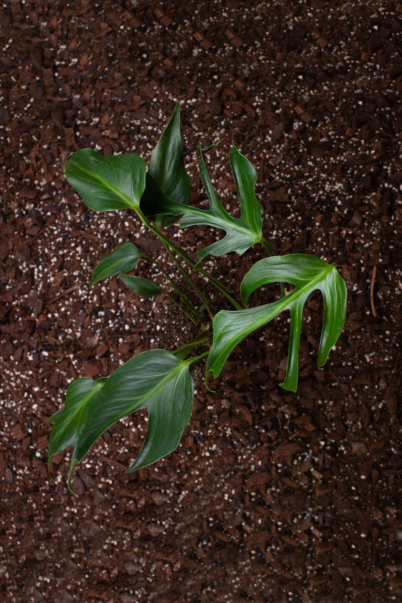 Monstera Burle Marx Flame