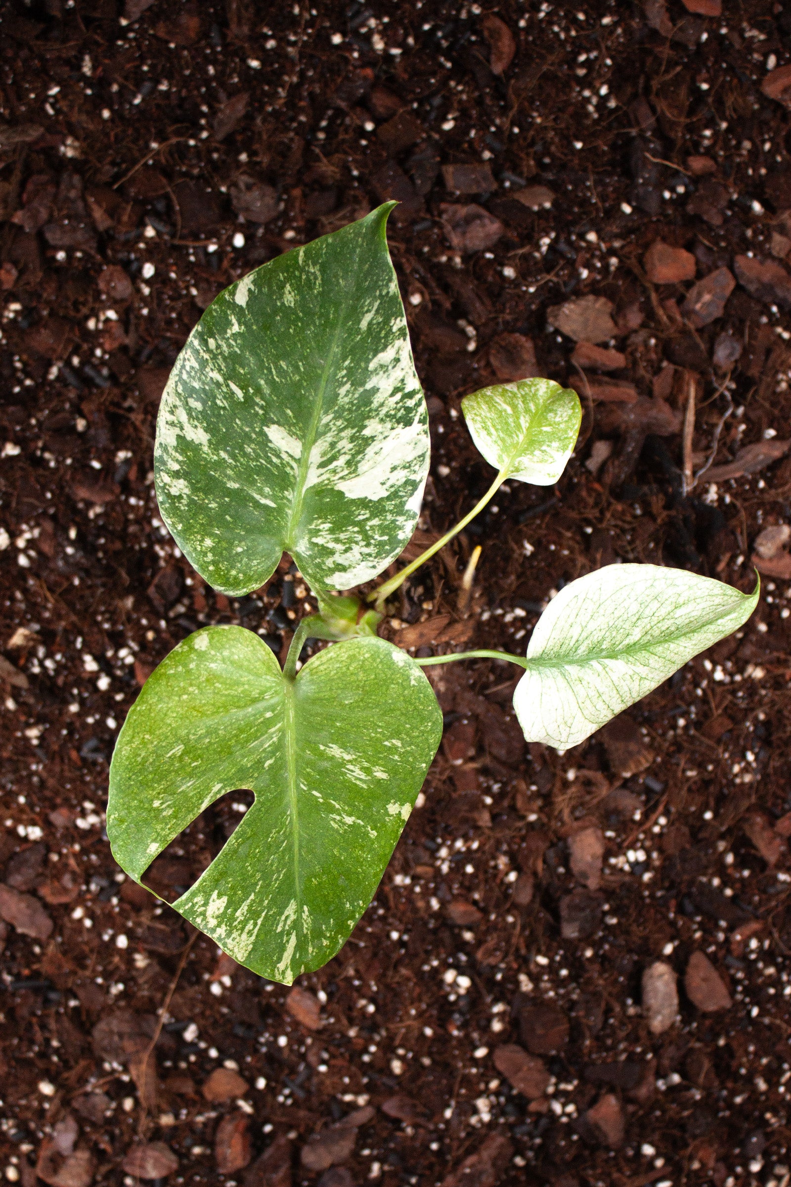 Monstera Deliciosa Mint