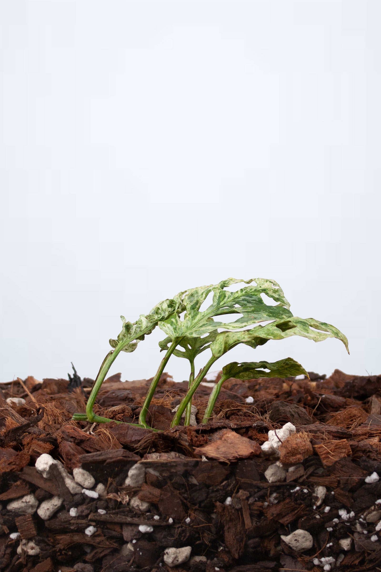 Monstera Frozen Freckles