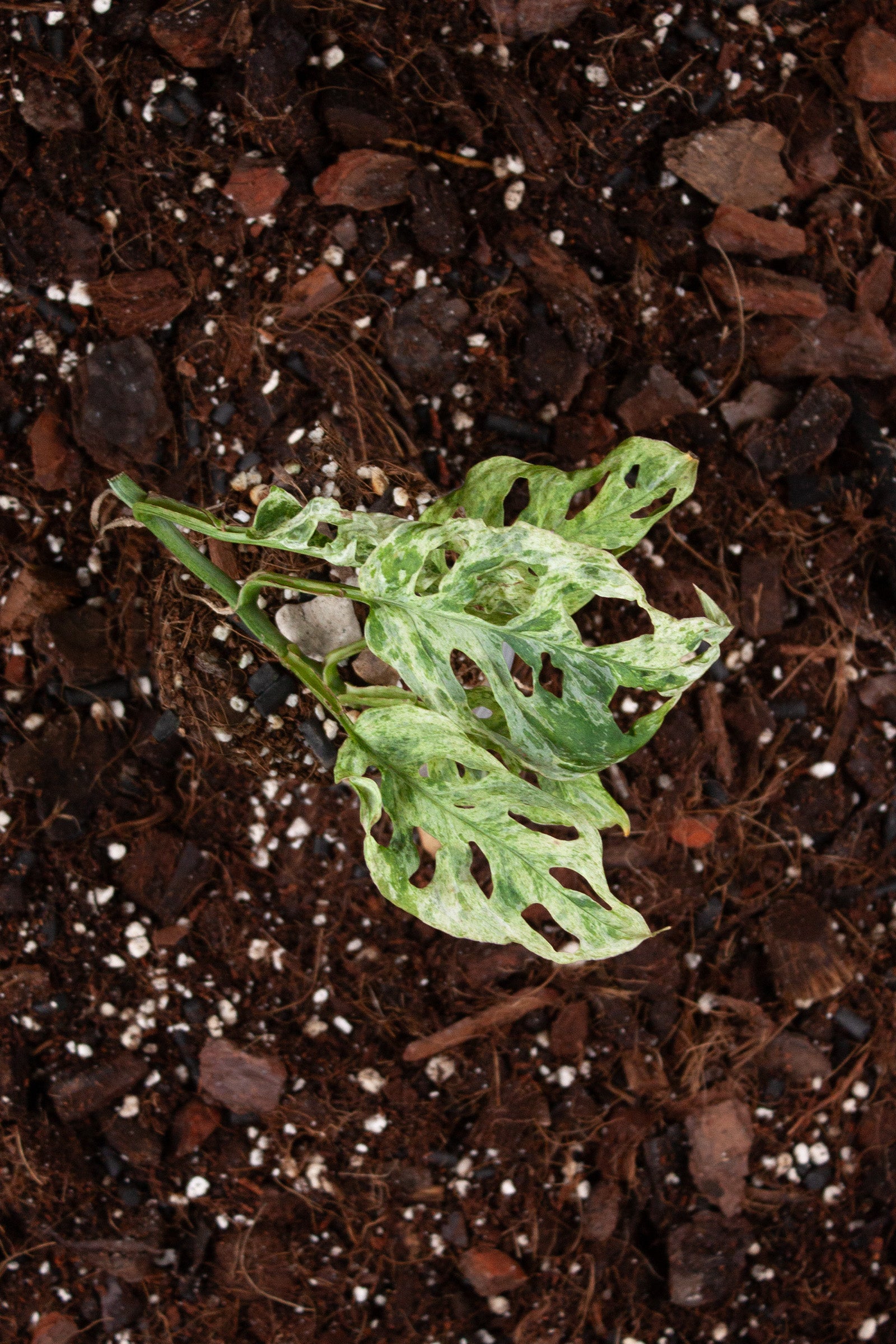 Monstera Frozen Freckles