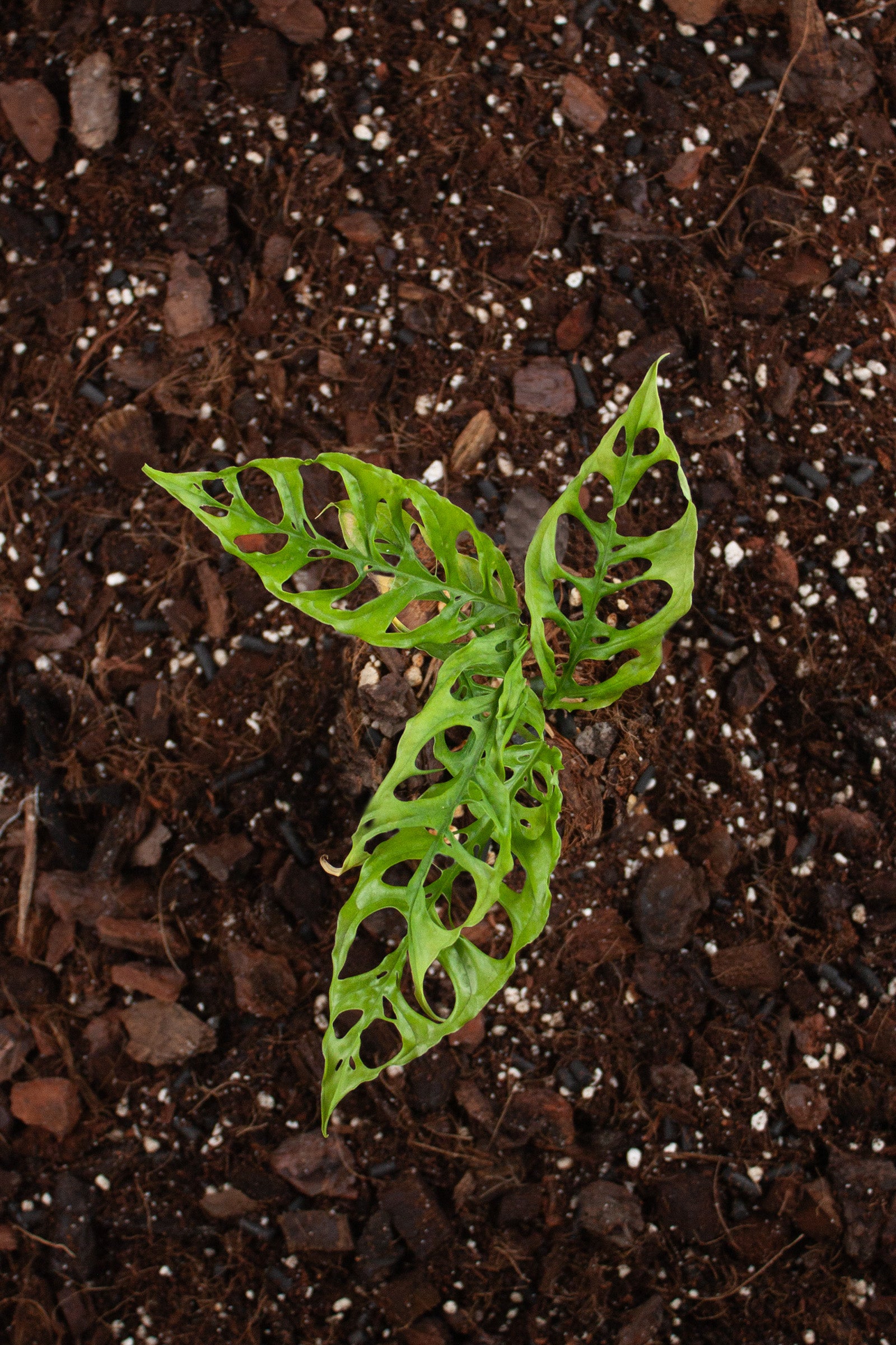Monstera Obliqua Peru