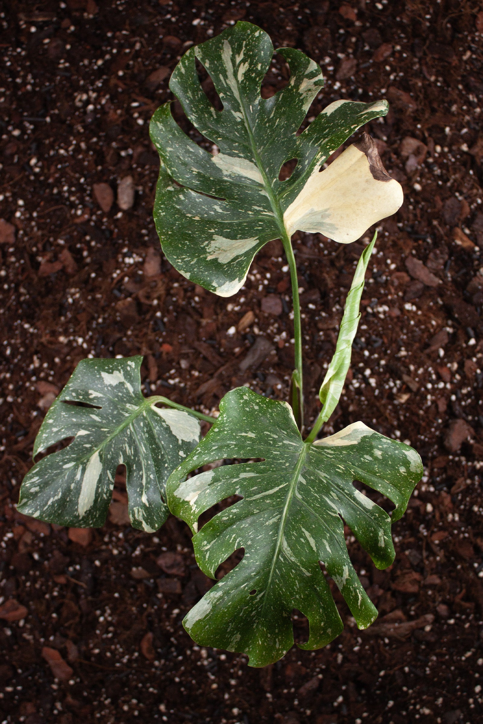 Monstera Thai Constellation