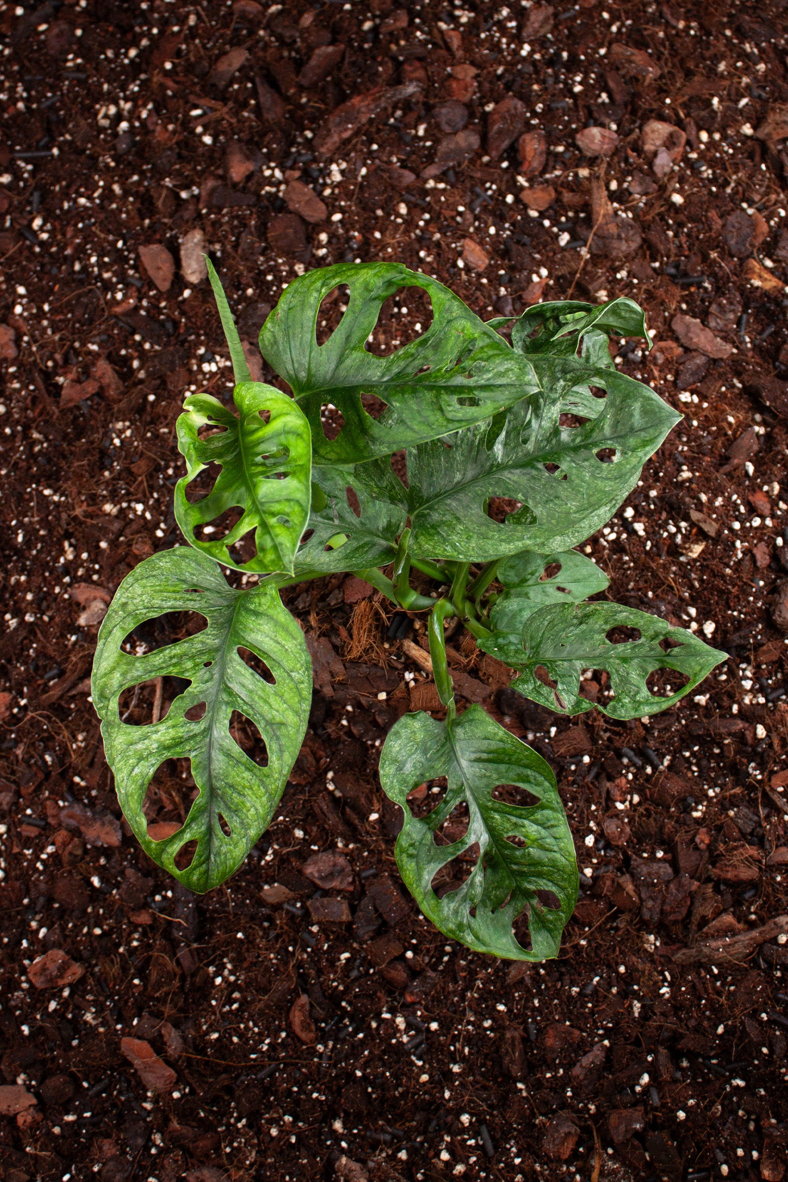 Monstera Adansonii Mint