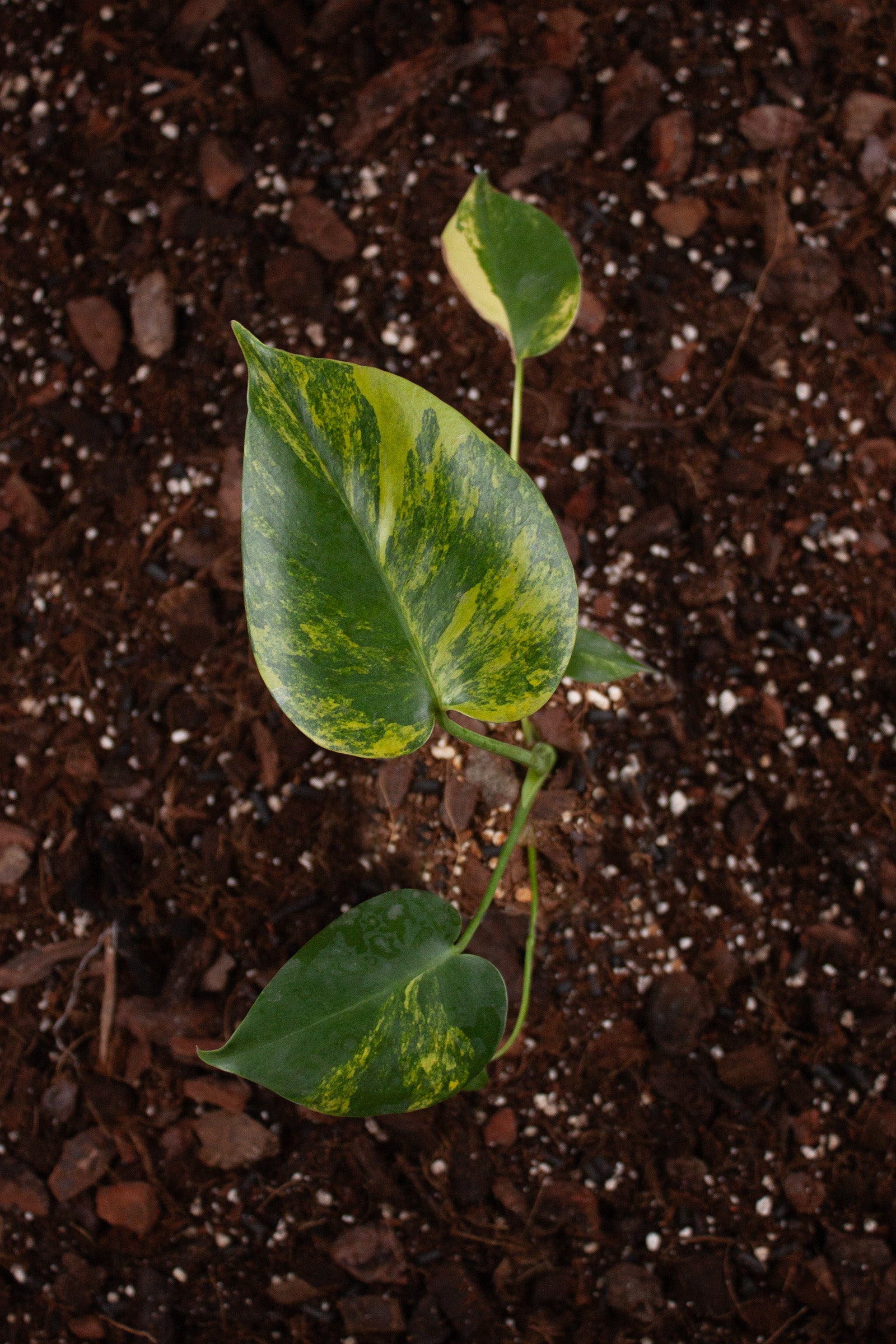 Monstera Deliciosa Aurea