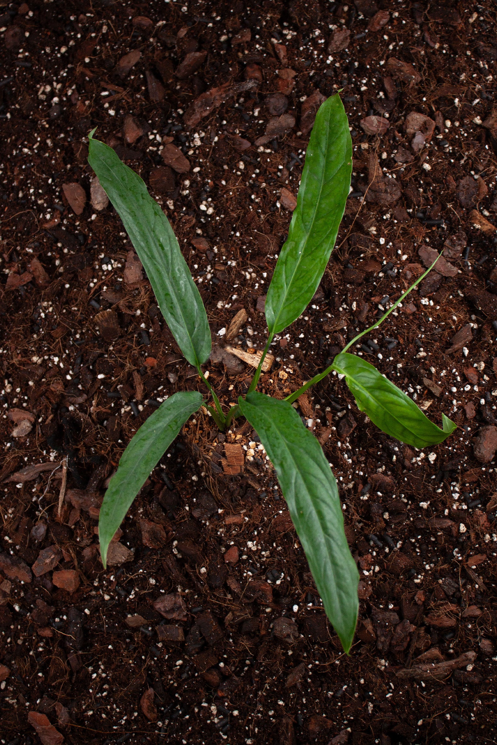Monstera Obliqua Yasuni