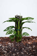 Monstera Adansonii