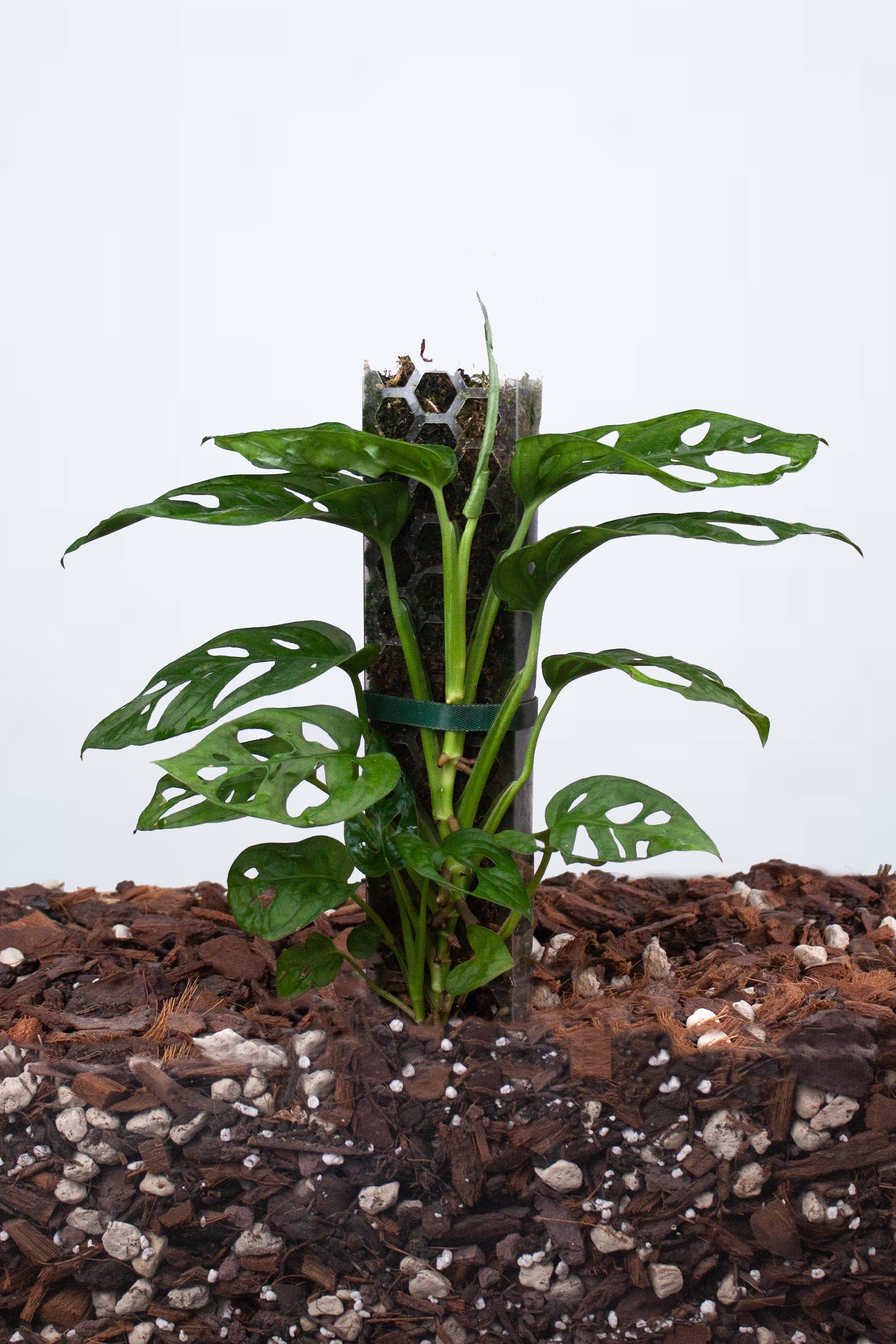 Monstera Adansonii