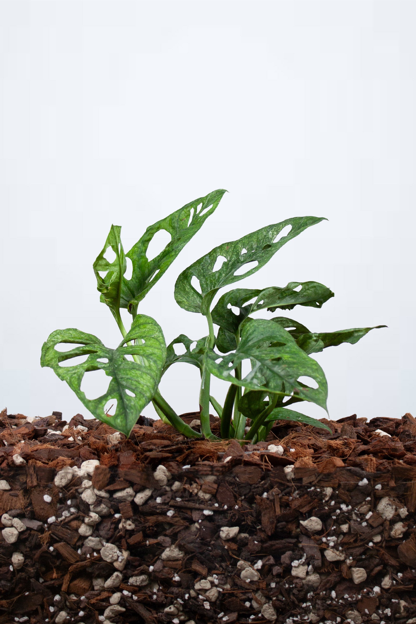 Monstera Adansonii Mint