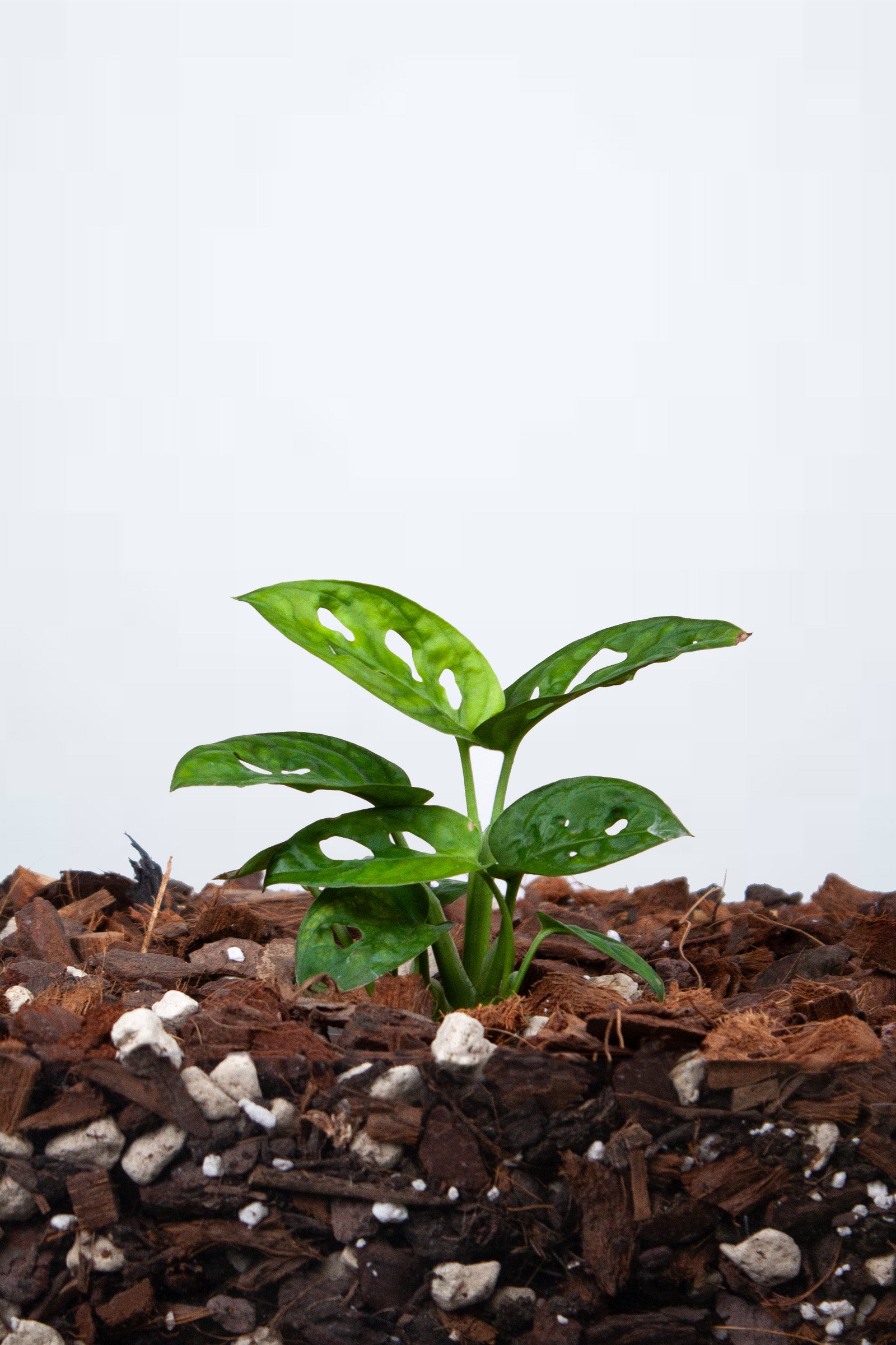 Monstera Adansonii