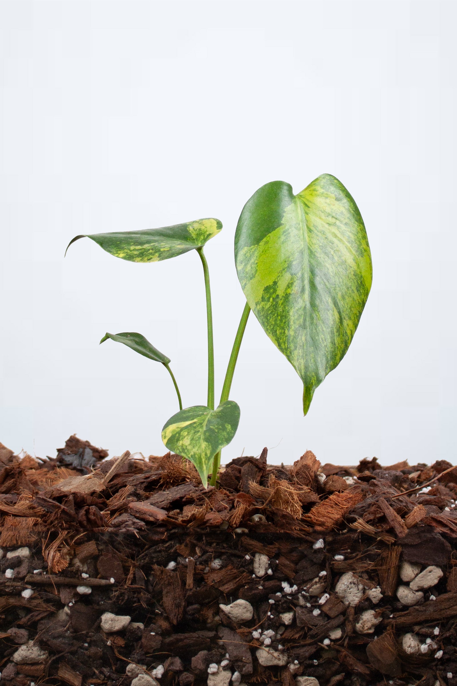 Monstera Deliciosa Aurea