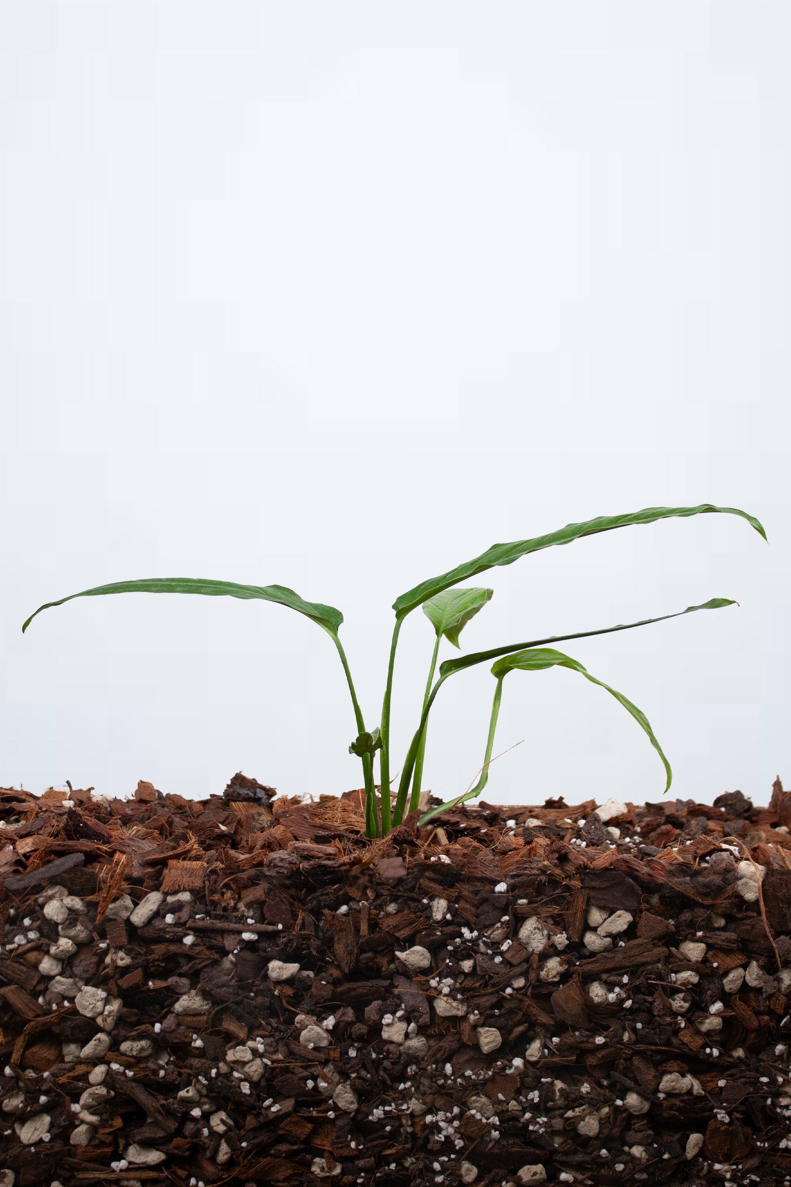 Monstera Obliqua Yasuni