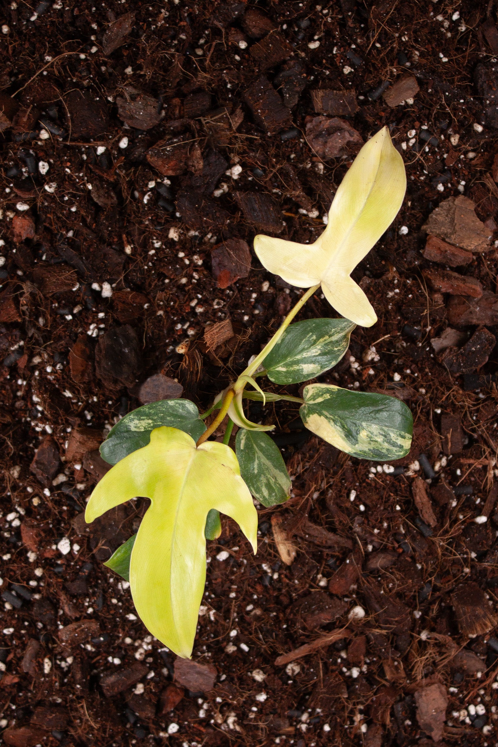 Philodendron Florida Beauty