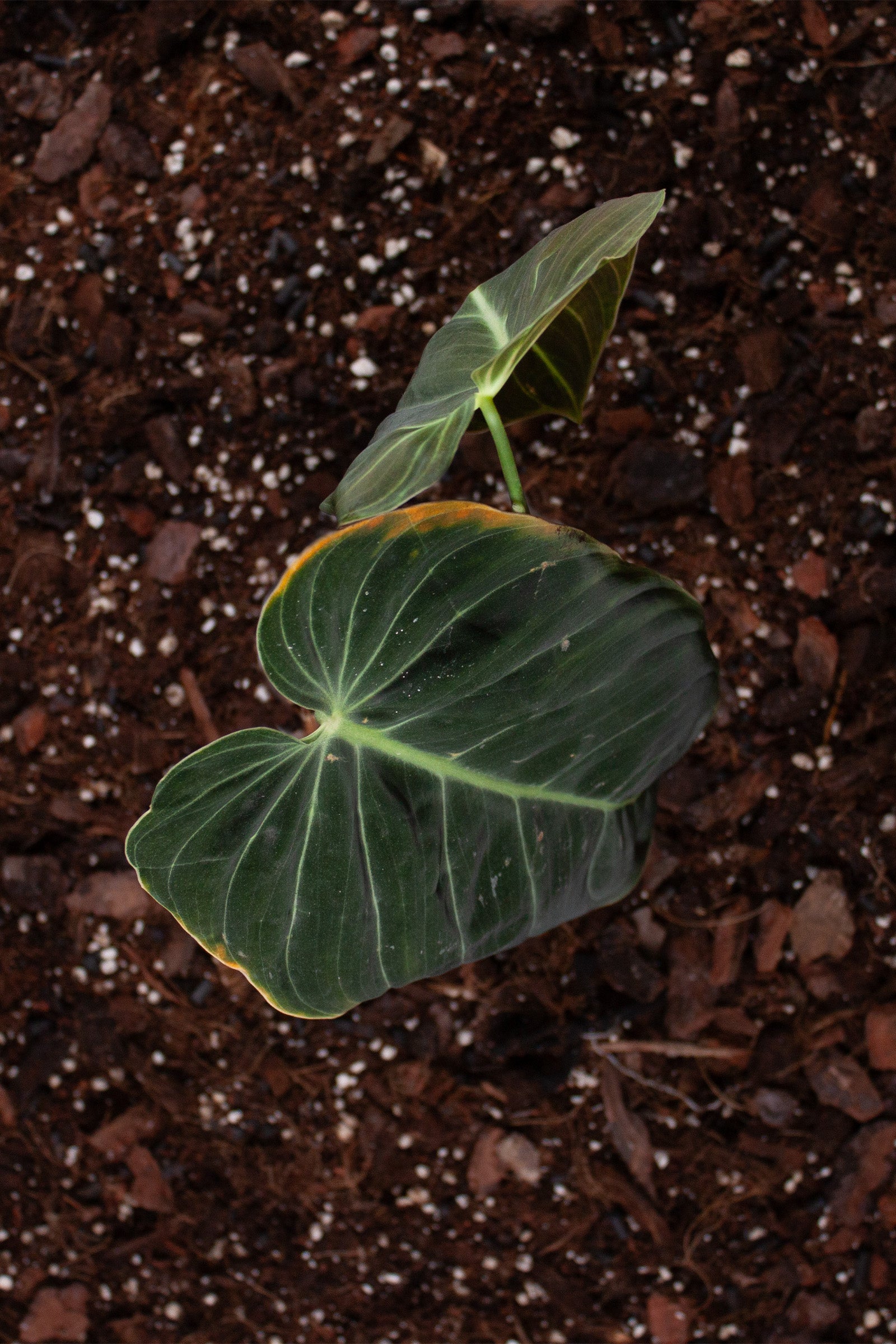 Philodendron Melanochrysum