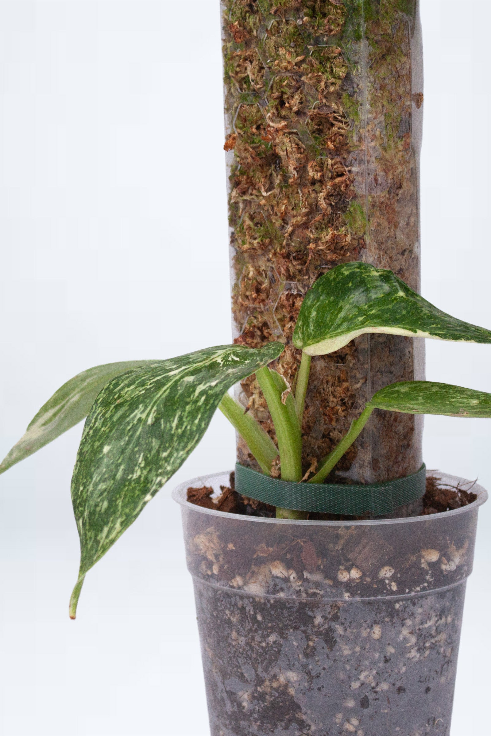 Pack Découverte Tuteur