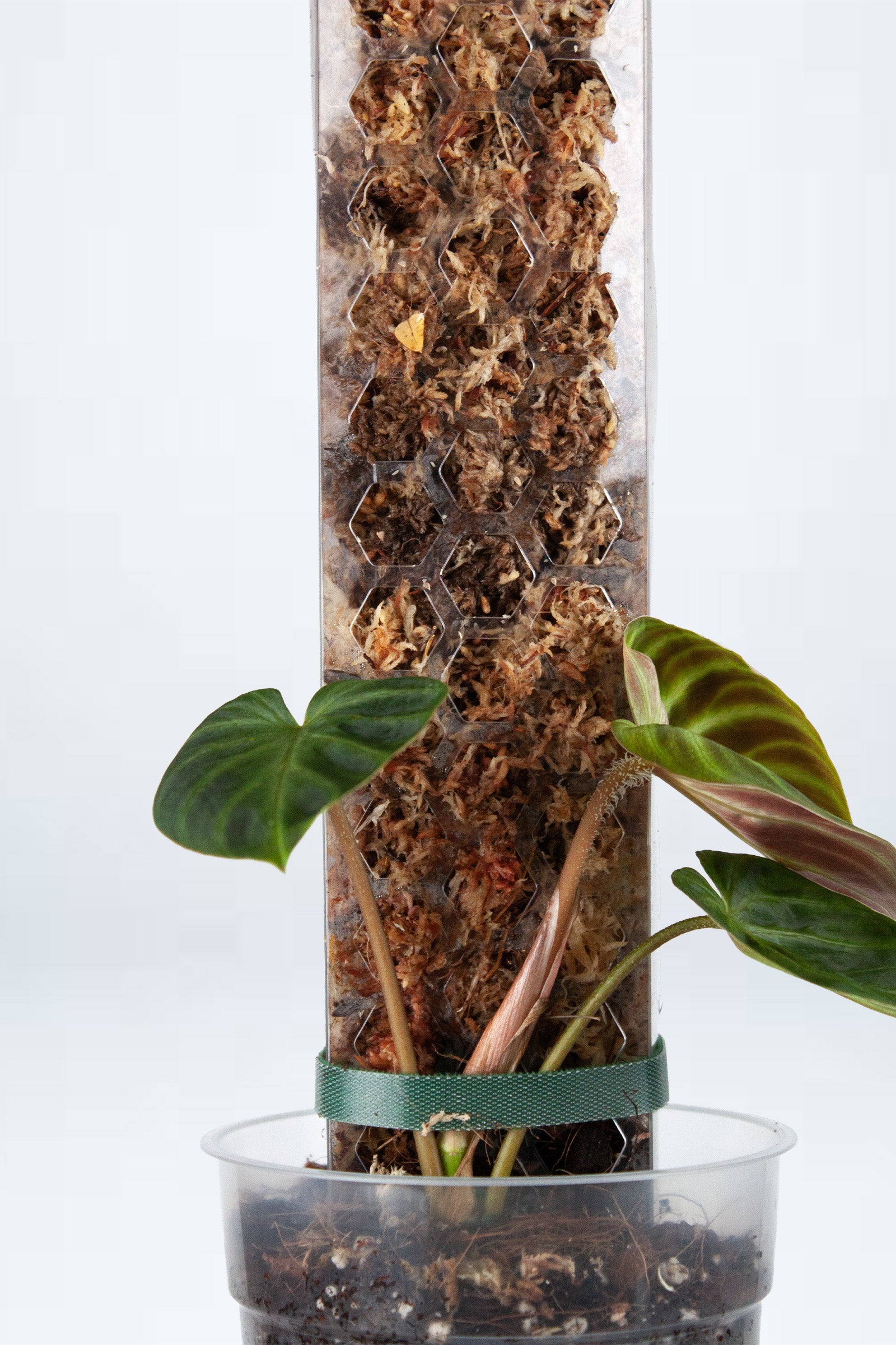 Pack Découverte Tuteur