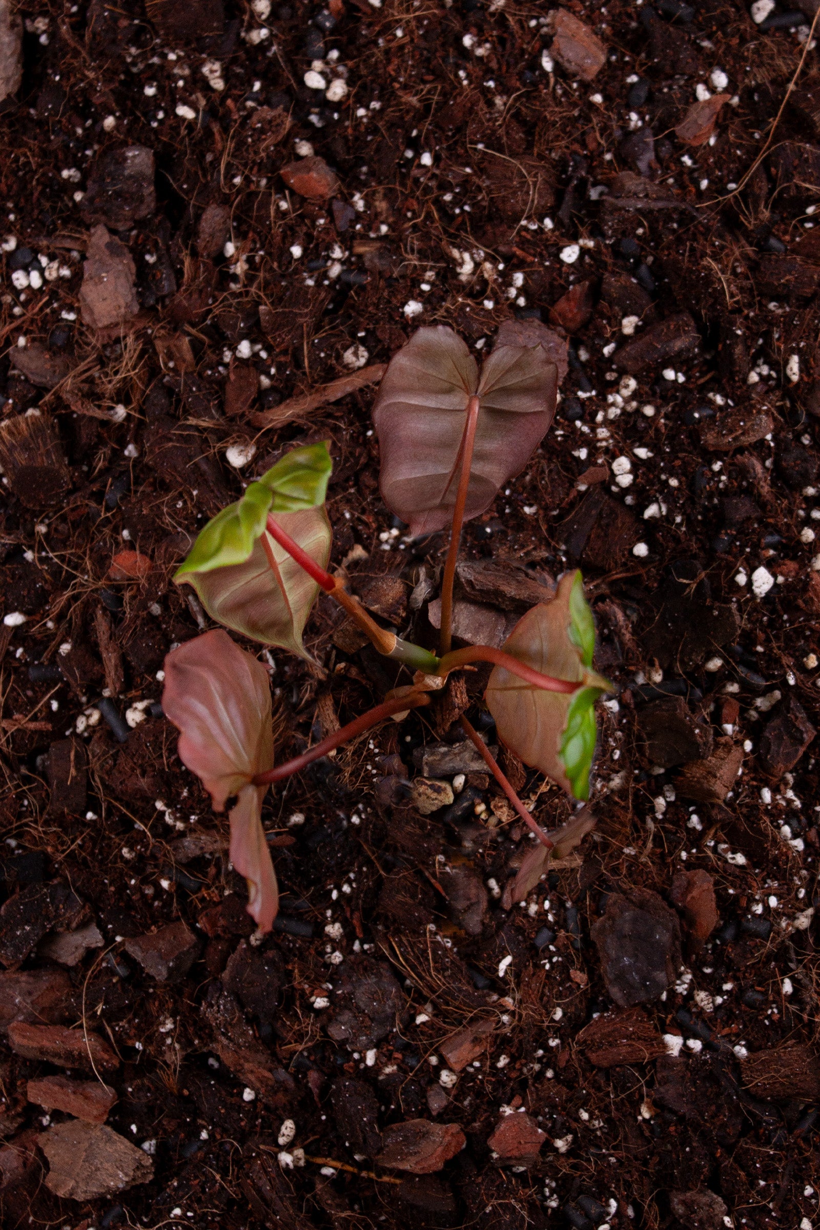 Philidendron Billicosum (Billietiae x Verrucosum)