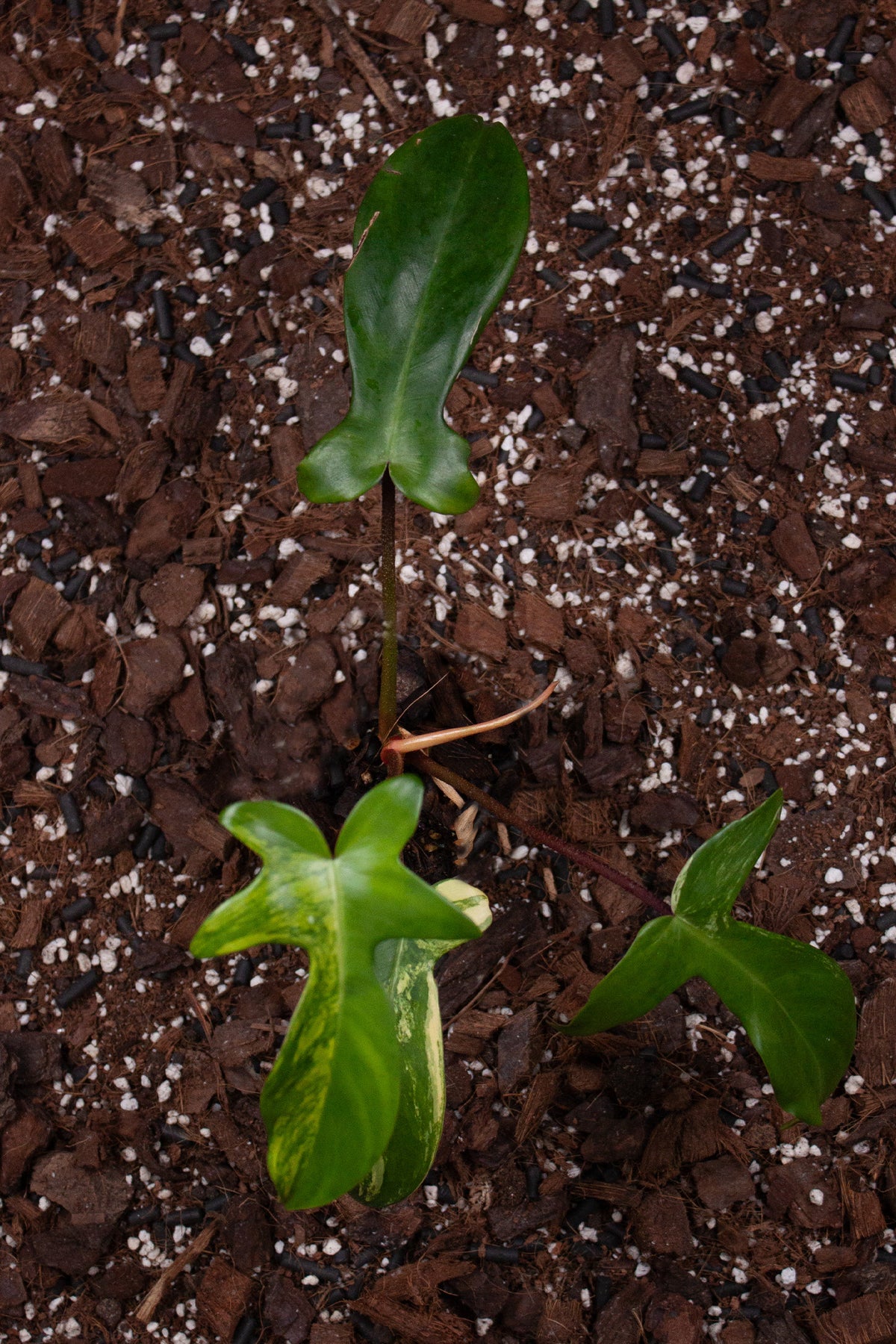 Philodendron Florida Beauty